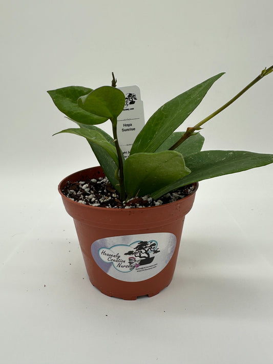 Sunrise - Live Hoya 4"