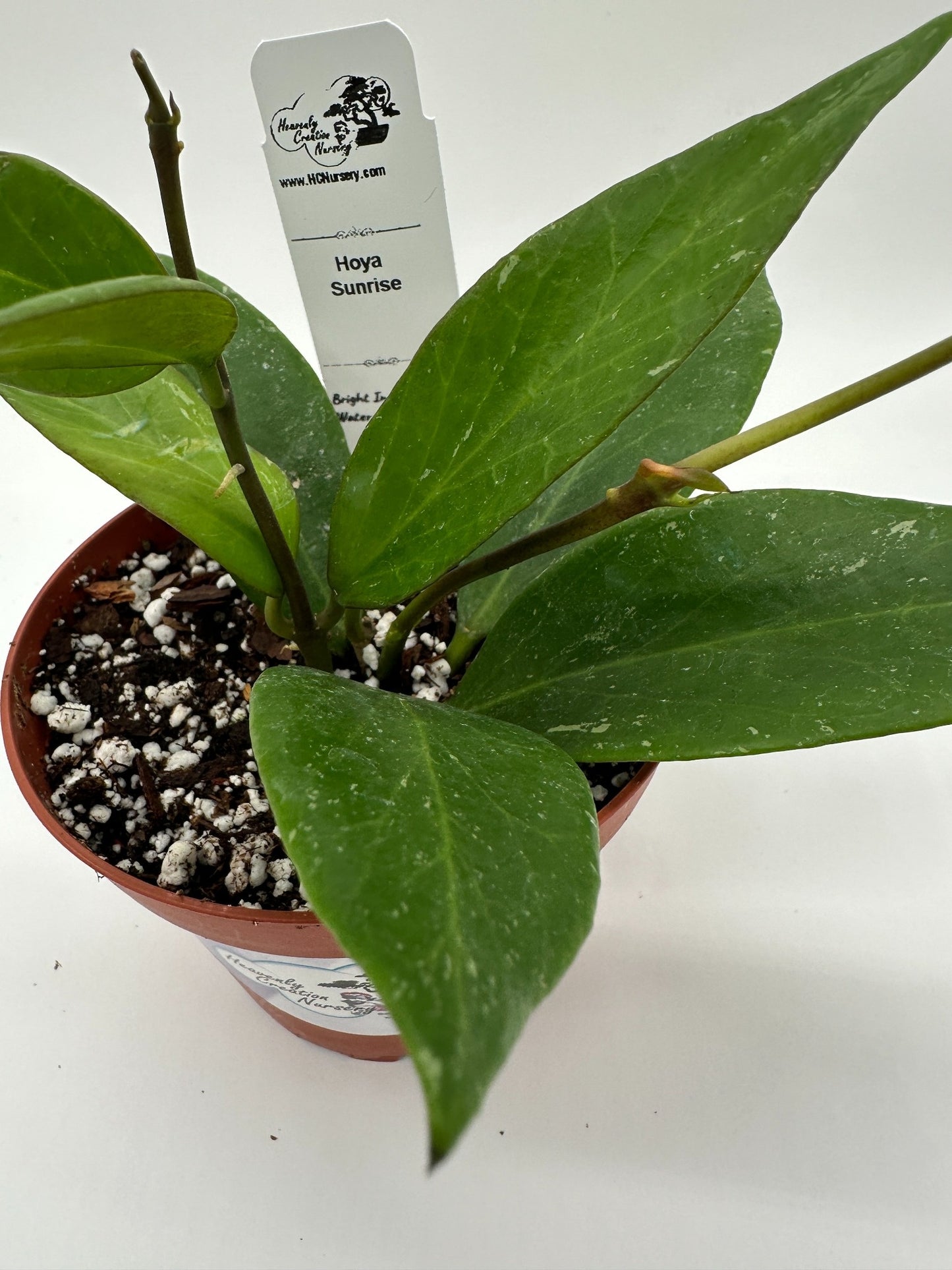 Sunrise - Live Hoya 4"