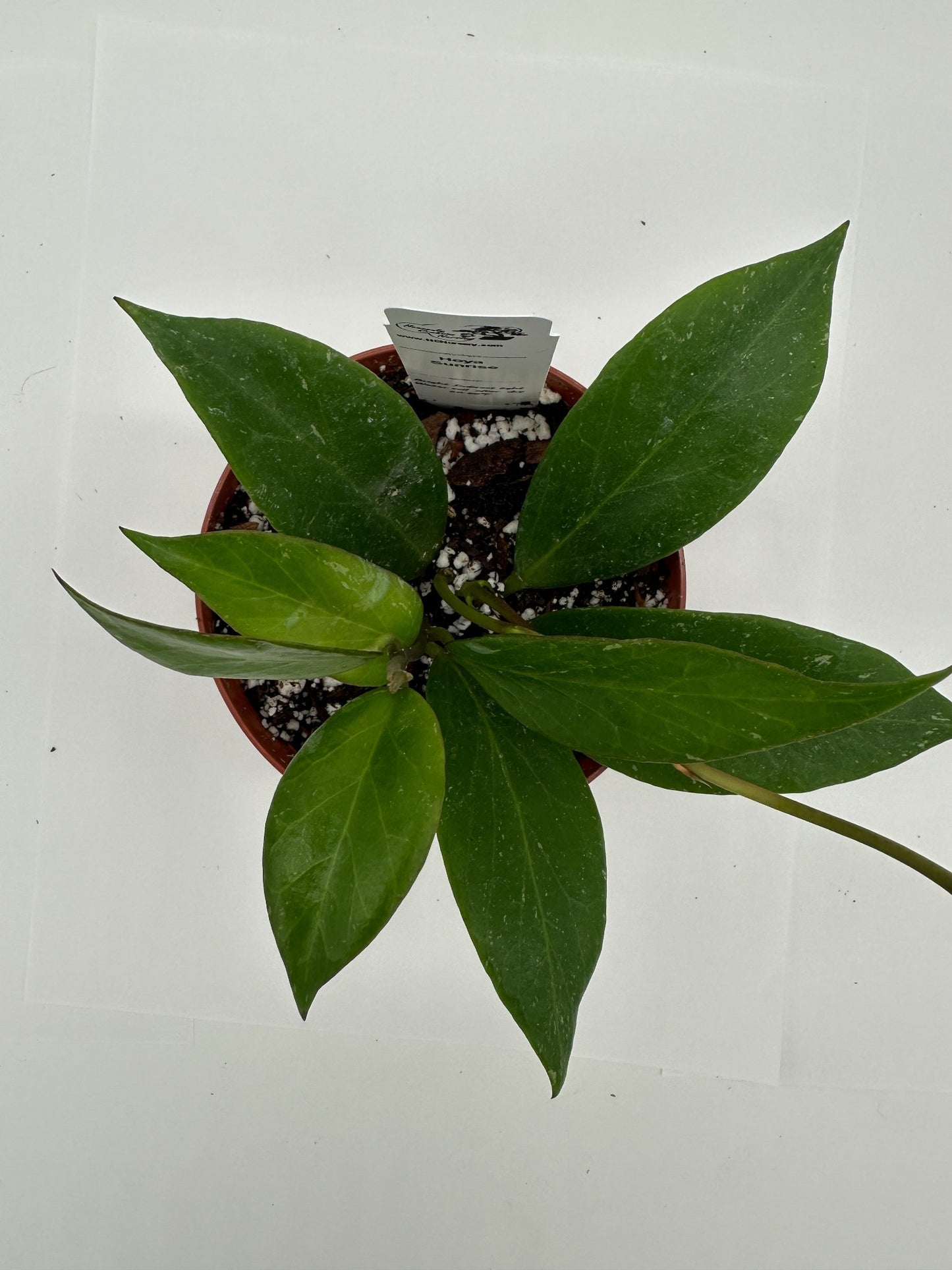 Sunrise - Live Hoya 4"