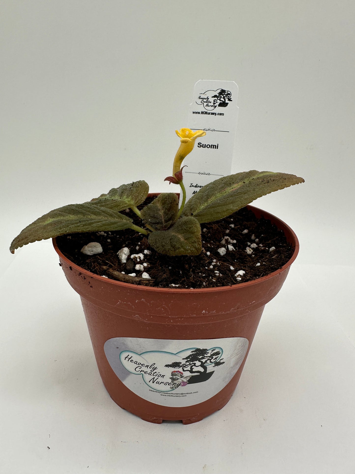 Suomi - Live Episcia 4" (Elite)