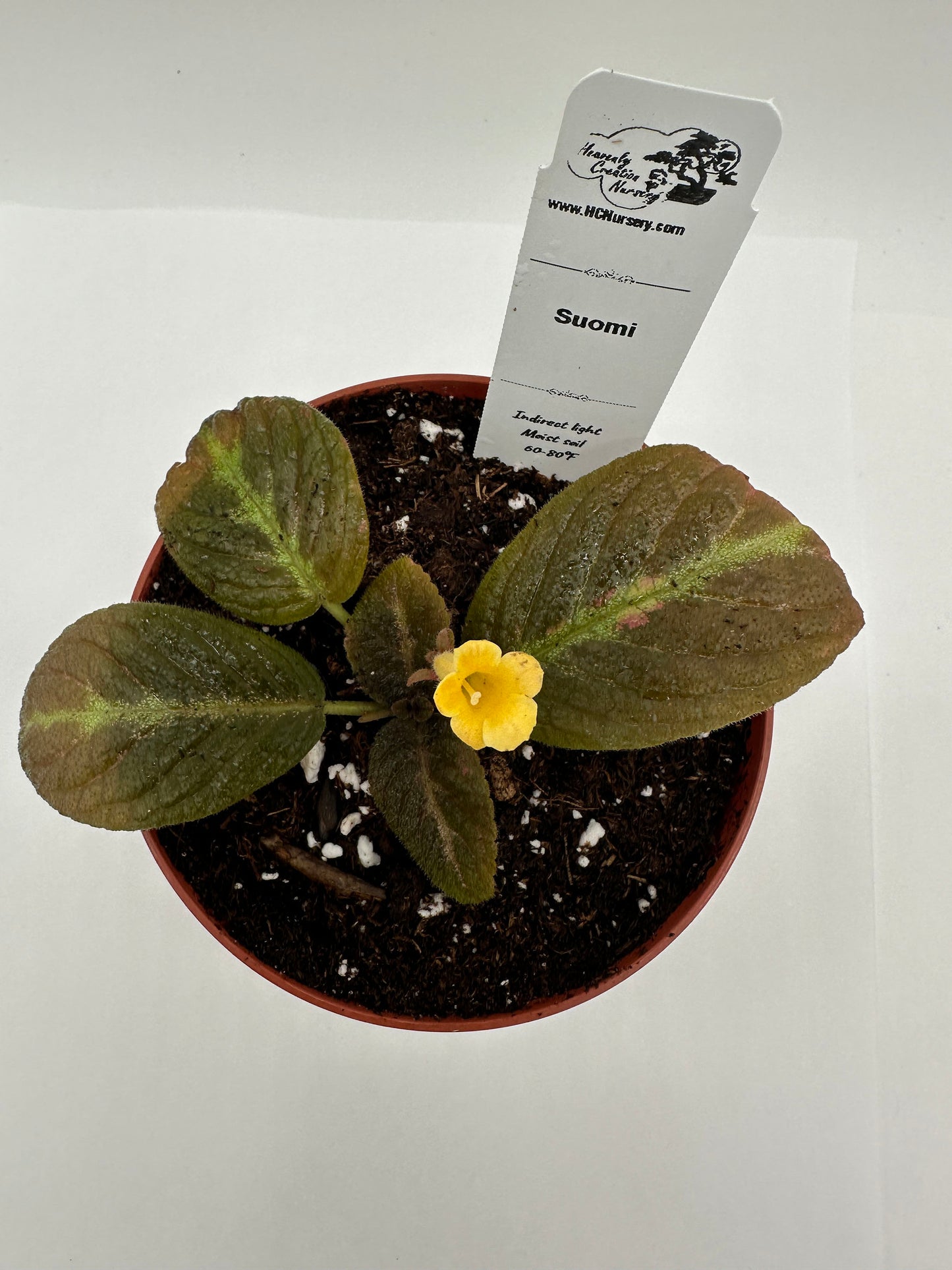 Suomi - Live Episcia 4" (Elite)