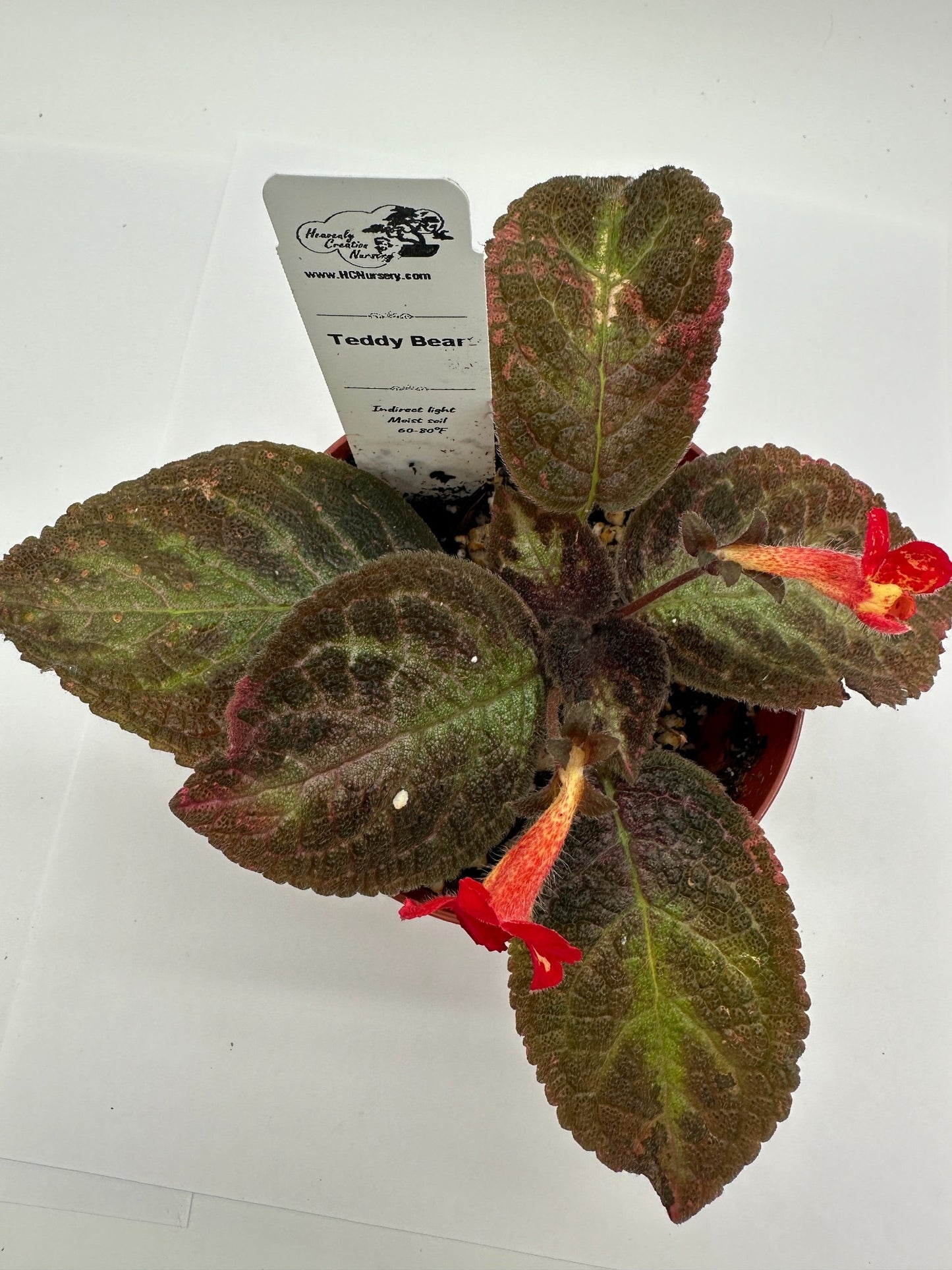 Teddy Bear - Live Episcia 4"