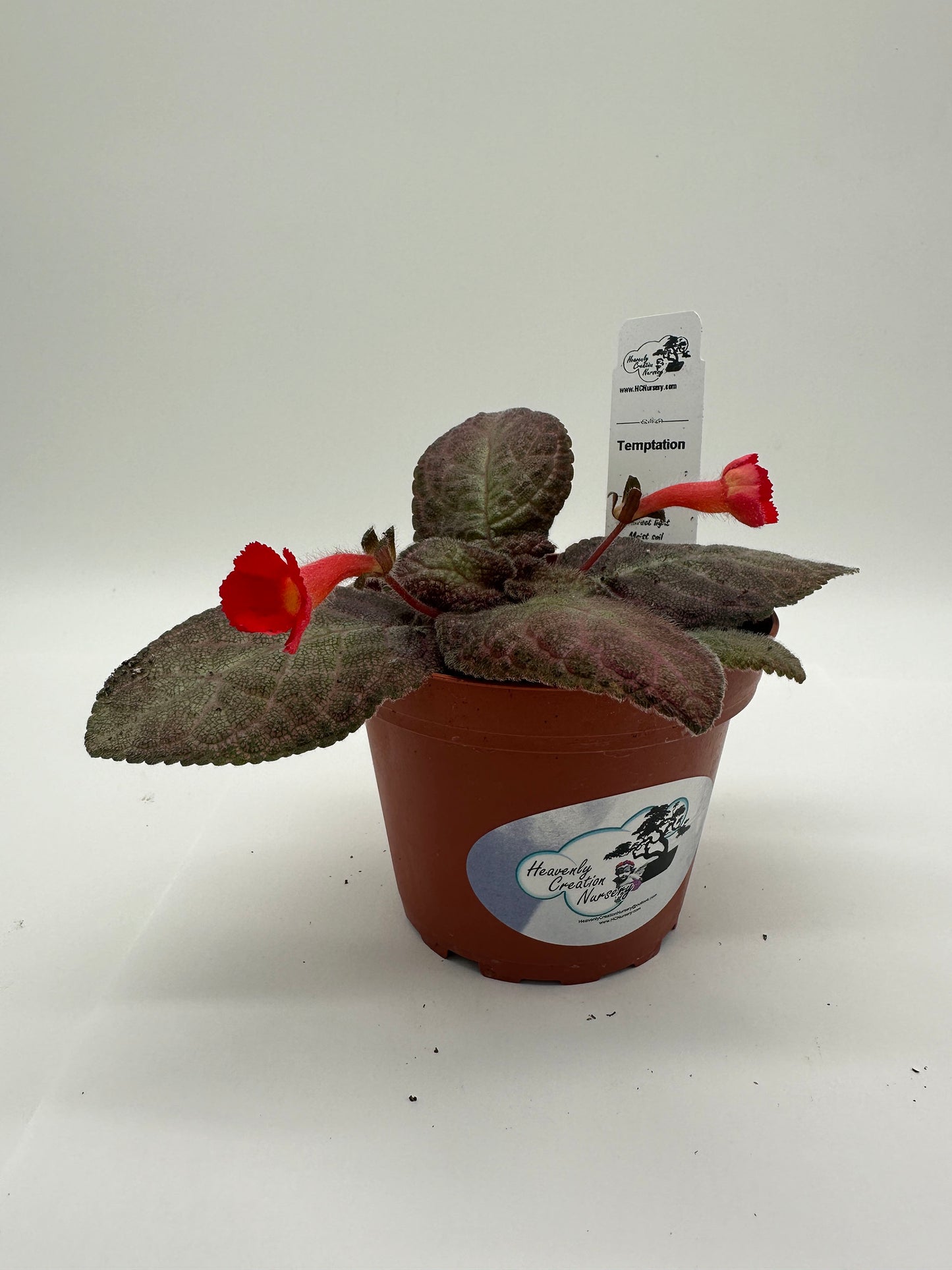Temptation - Live Episcia 4"