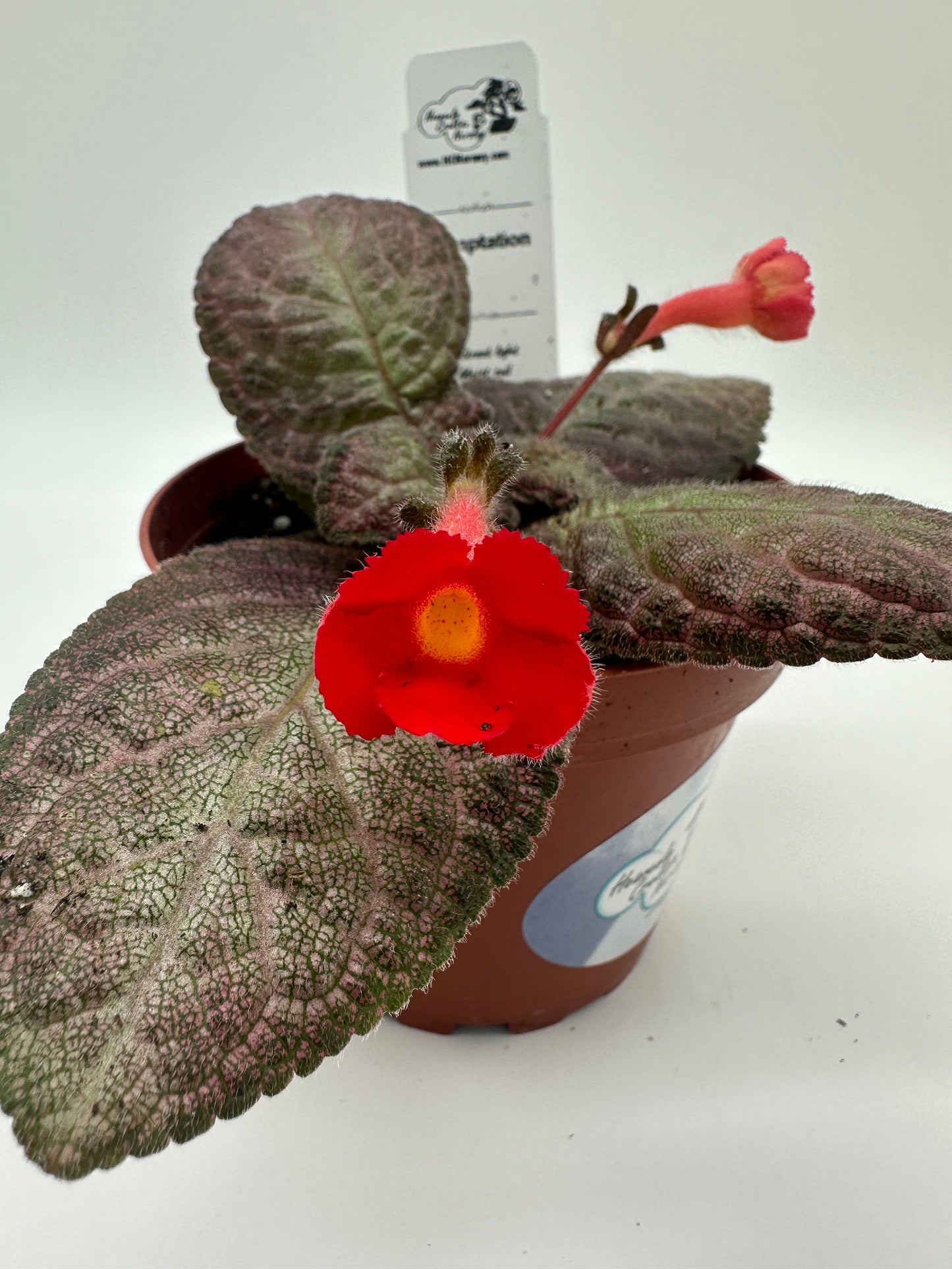 Temptation - Live Episcia 4"
