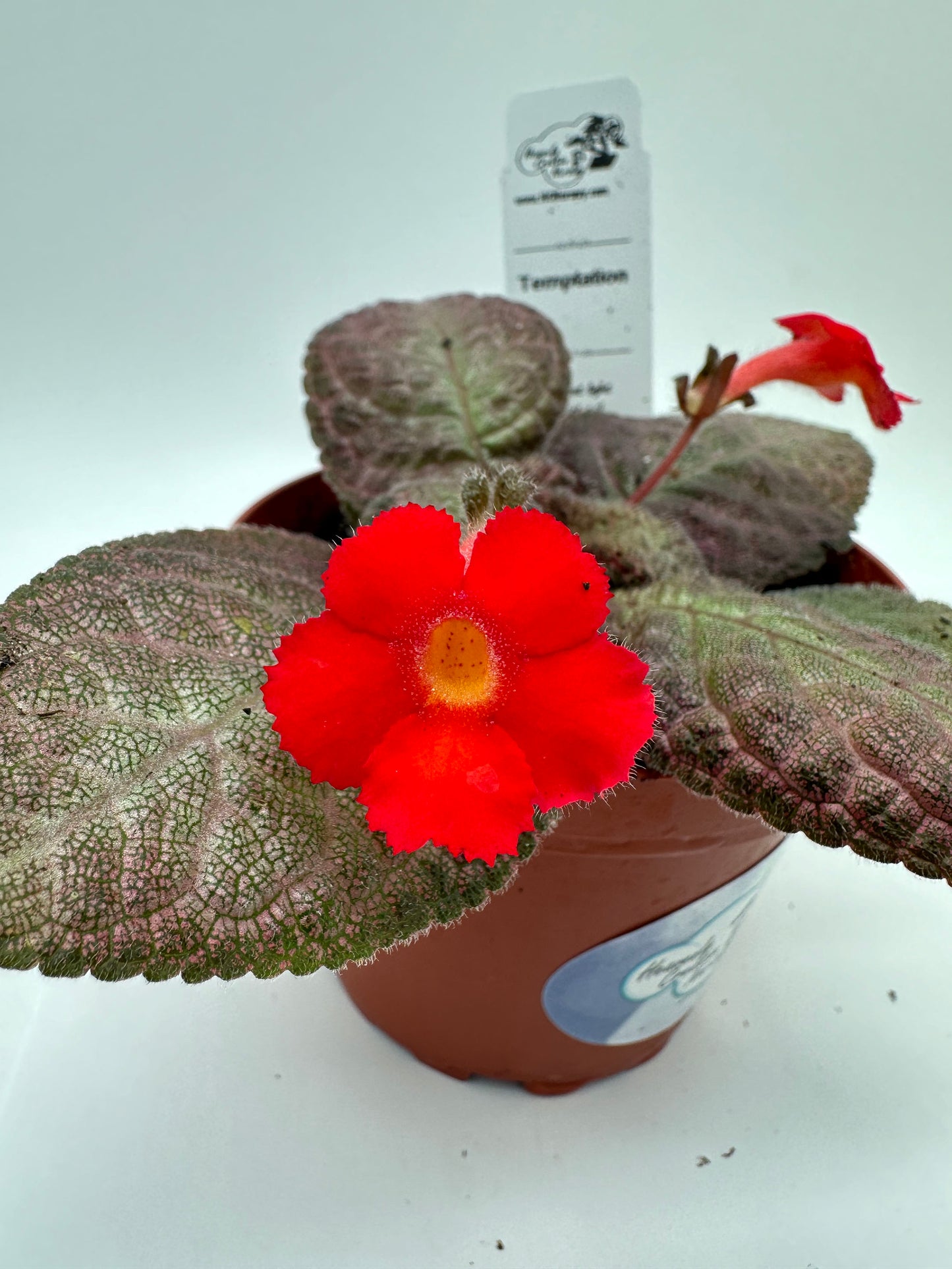 Temptation - Live Episcia 4"