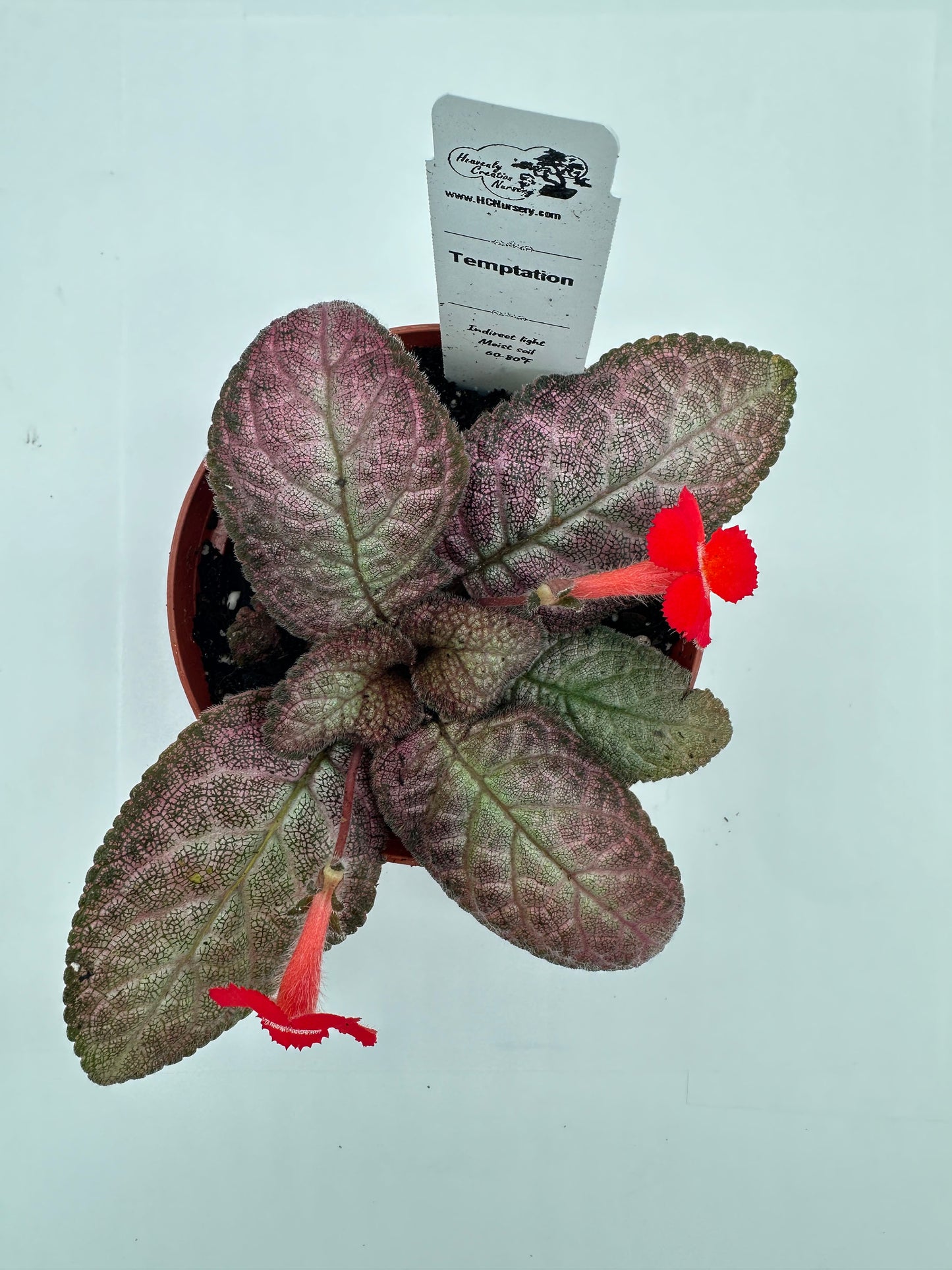 Temptation - Live Episcia 4"