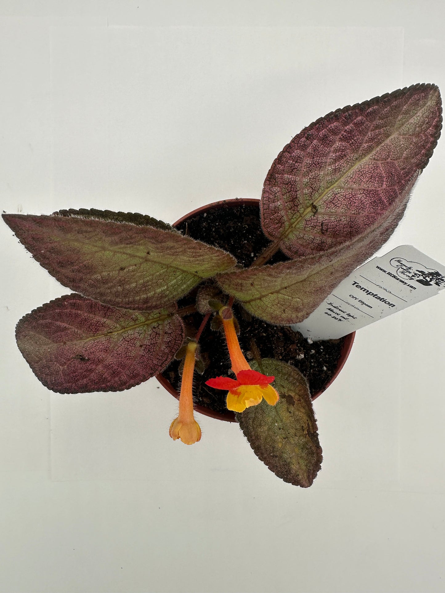 Temptation Orange/Yellow Bloom - Live Episcia 4"