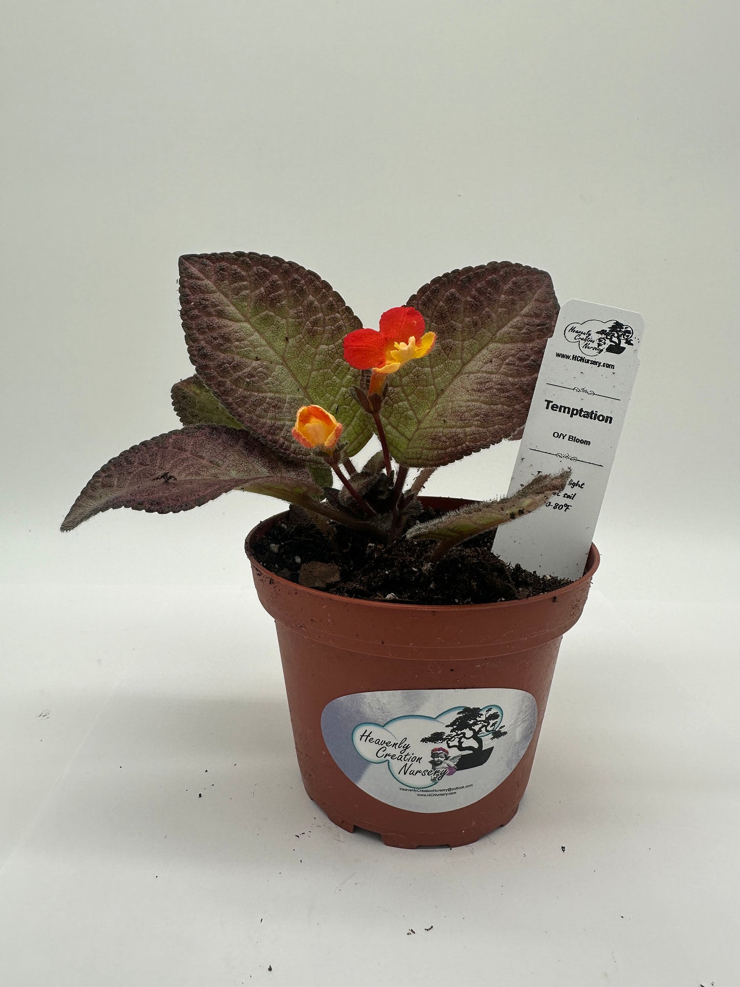 Temptation Orange/Yellow Bloom - Live Episcia 4"