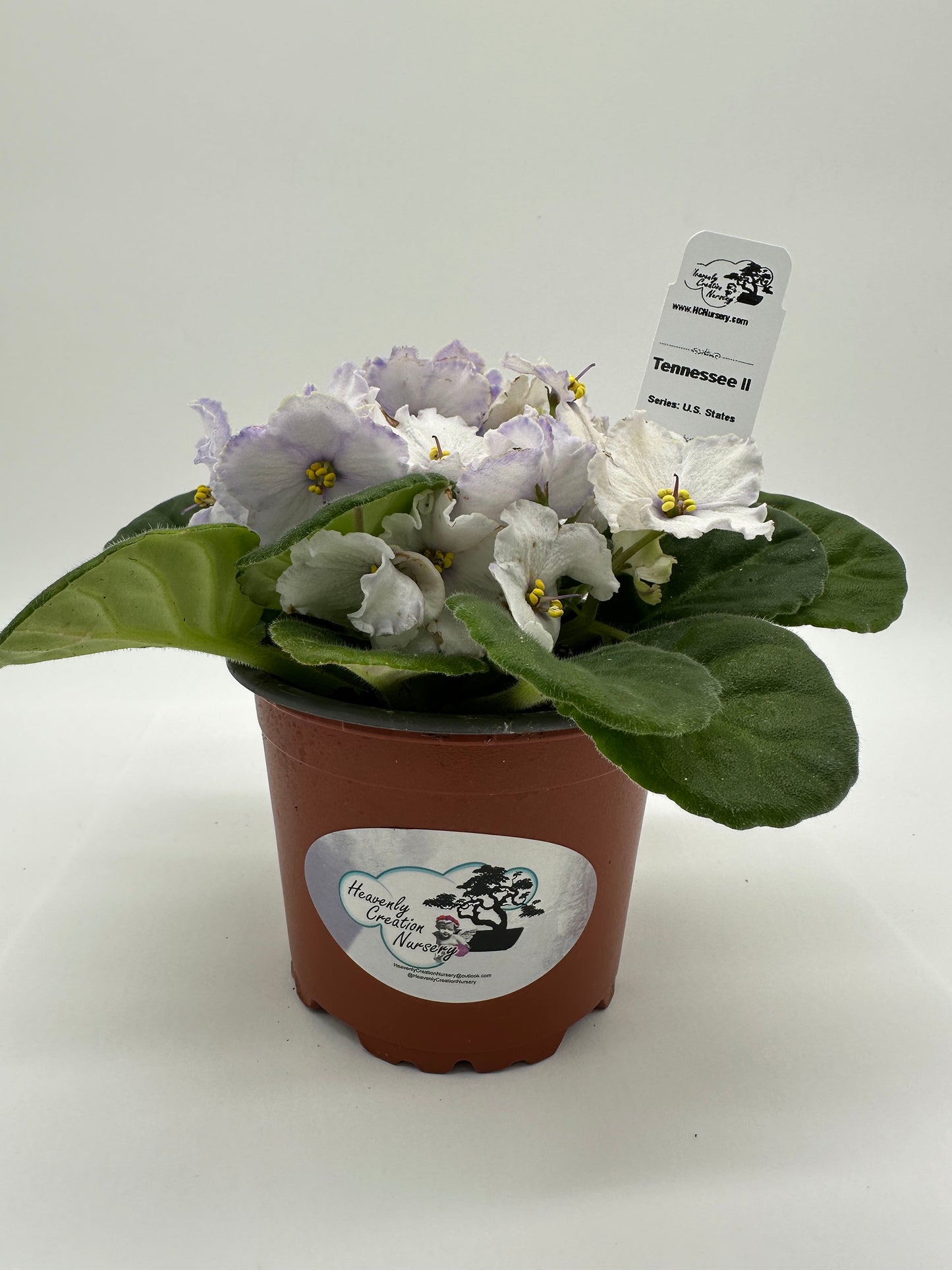 Tennessee II - Live African Violet 4" - Series: U.S. States