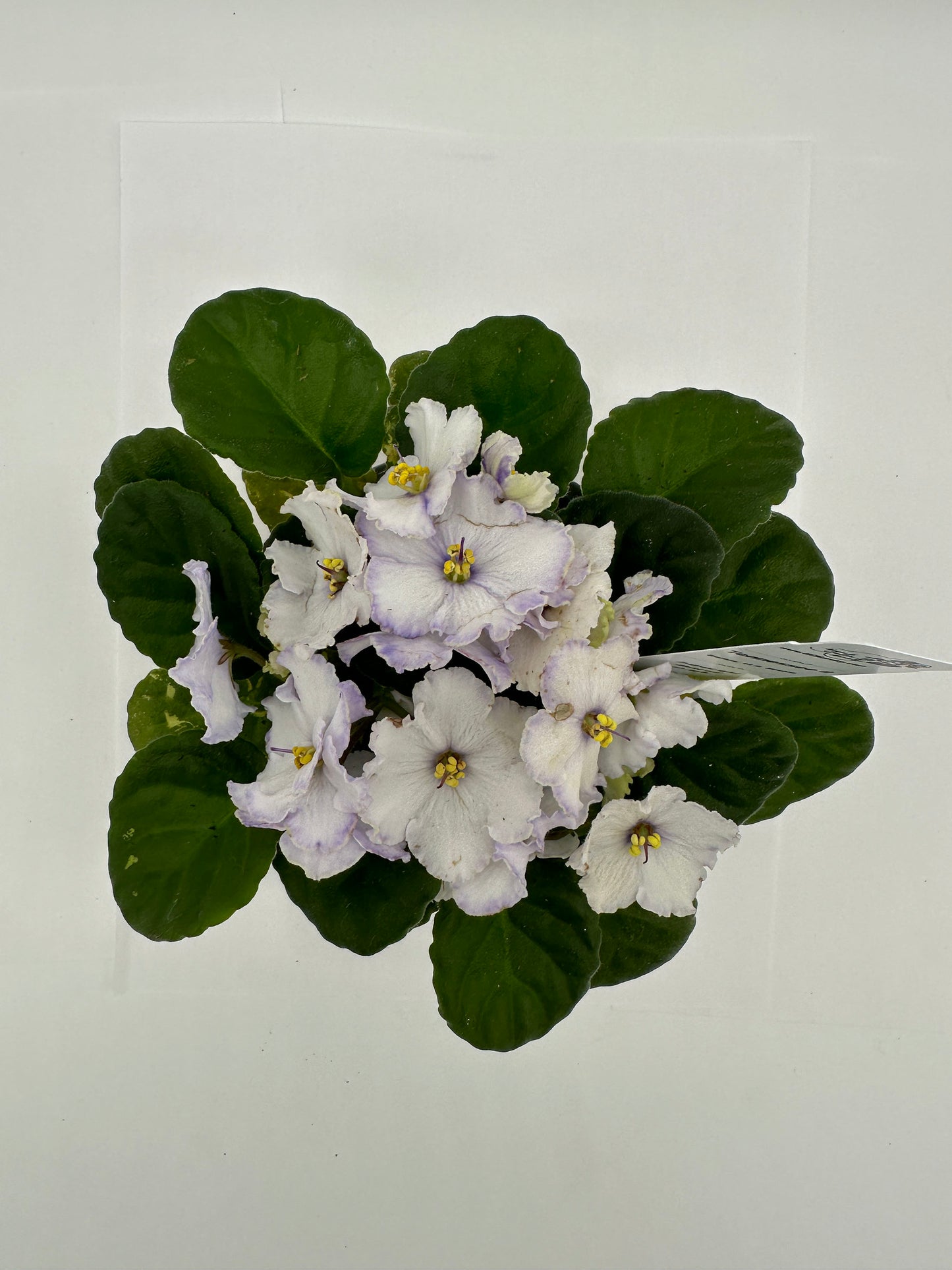 Tennessee II - Live African Violet 4" - Series: U.S. States
