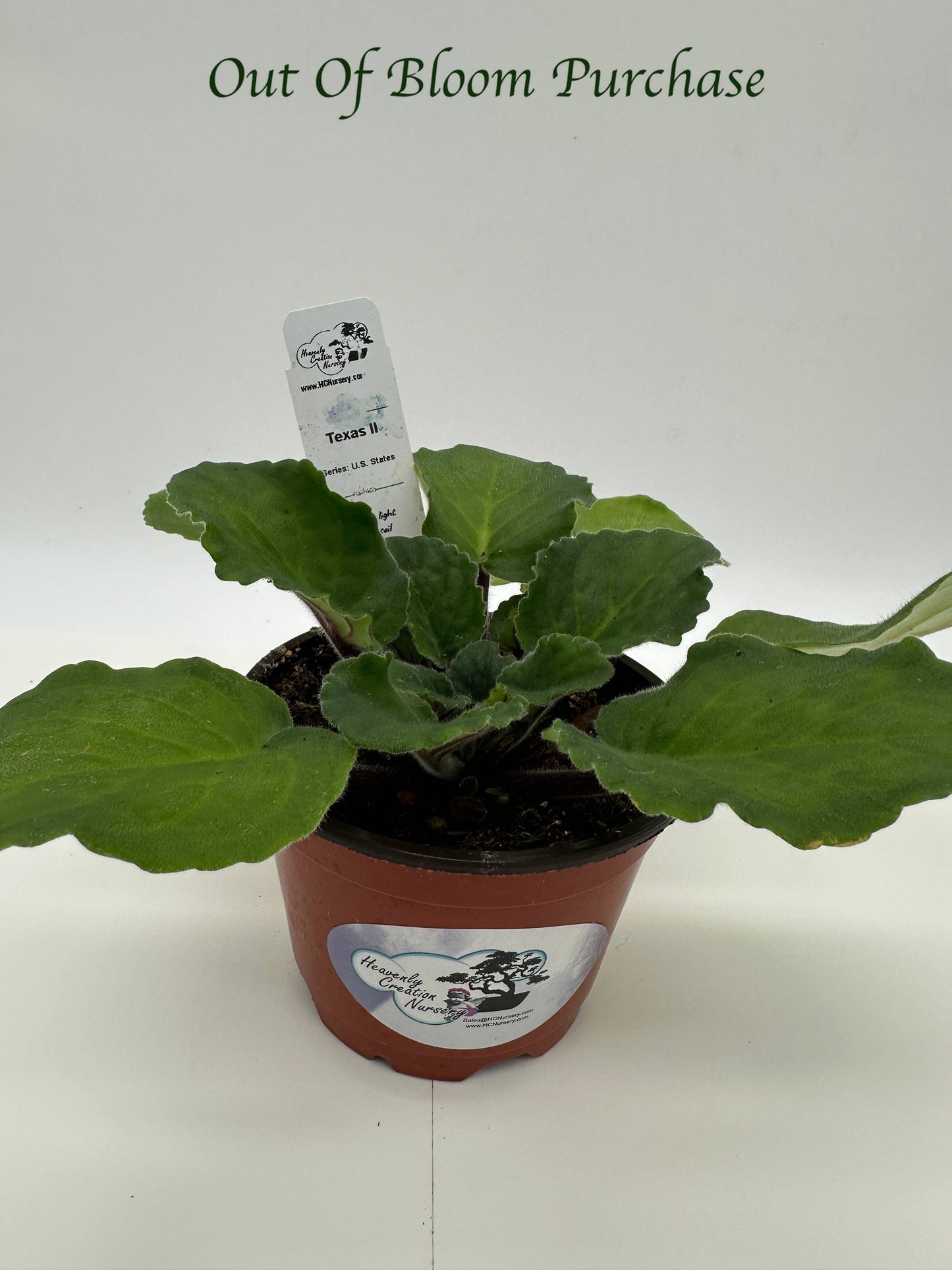 Texas II - Live African Violet 4" - Series: U.S. States