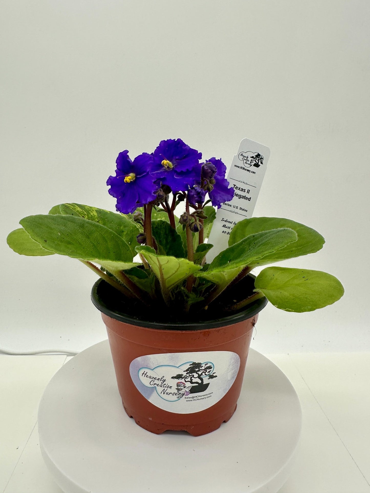 Texas II - Variegated (Rare) - Live African Violet 4" - Series: U.S. States