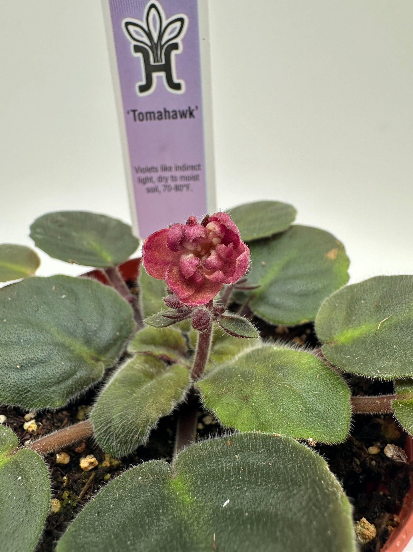 Tomahawk - Live African Violet 4"