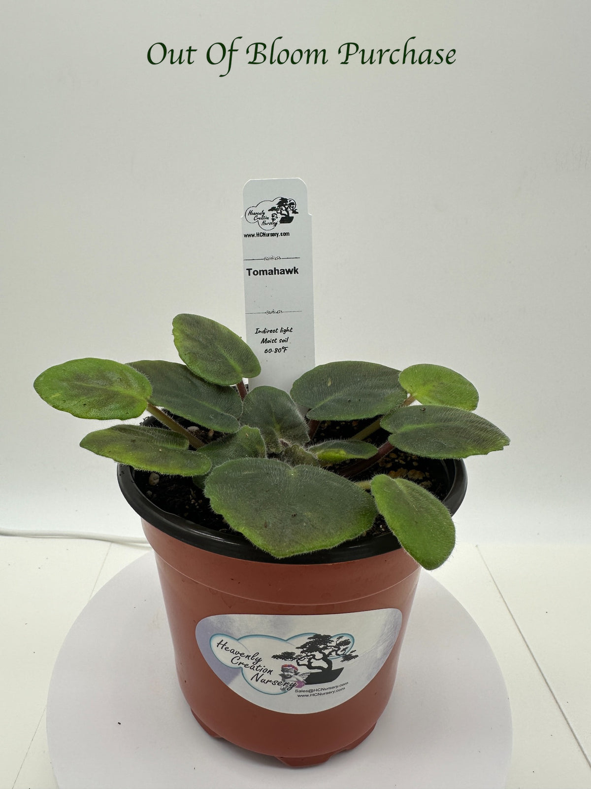 Tomahawk - Live African Violet 4"