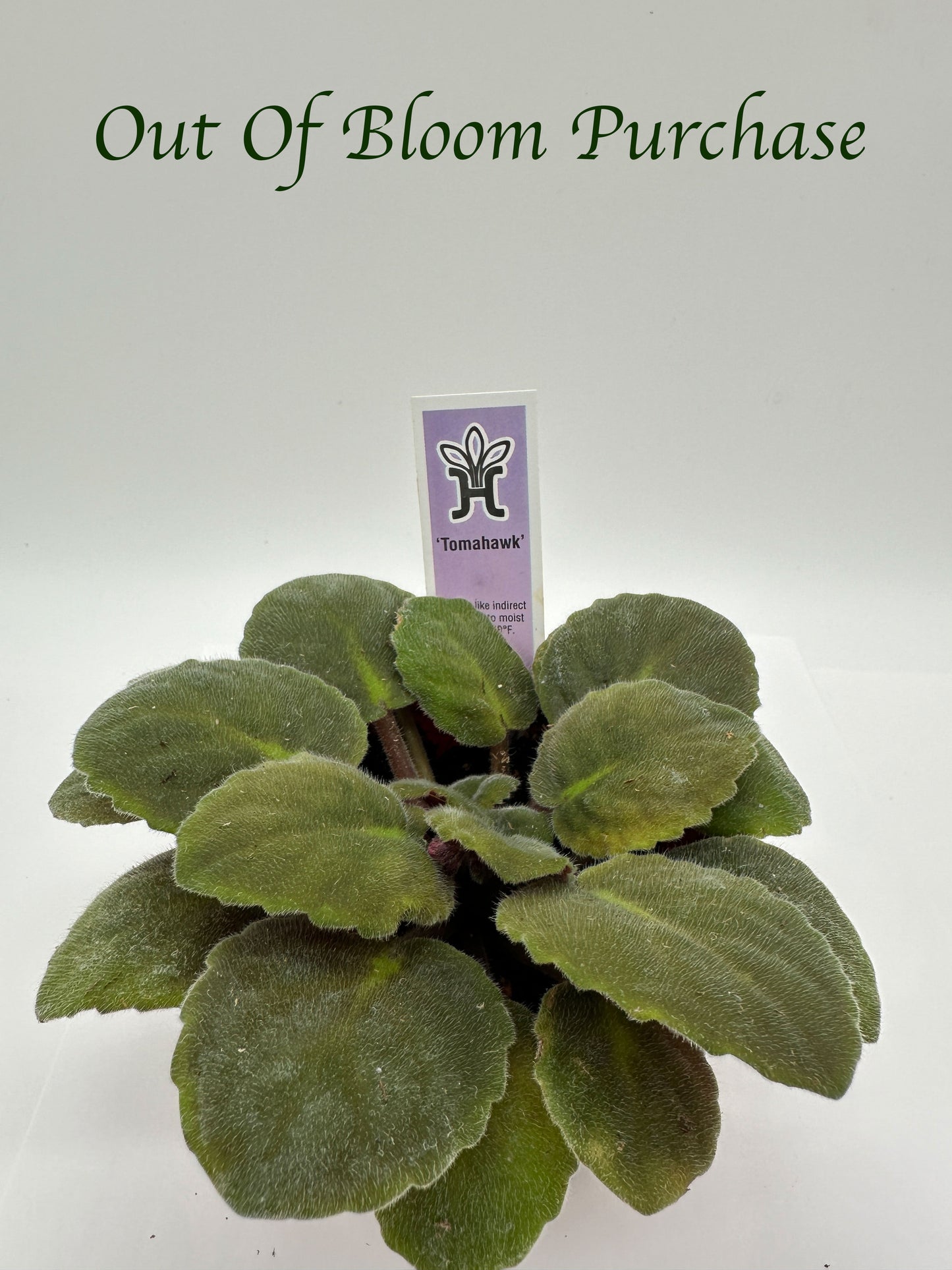 Tomahawk - Live African Violet 4"