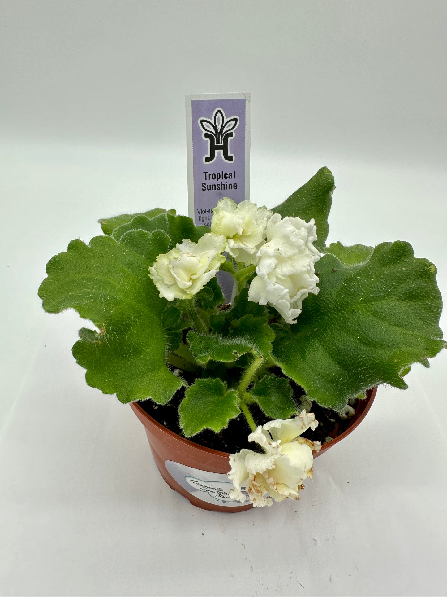 Tropical Sunshine - Live African Violet 4"