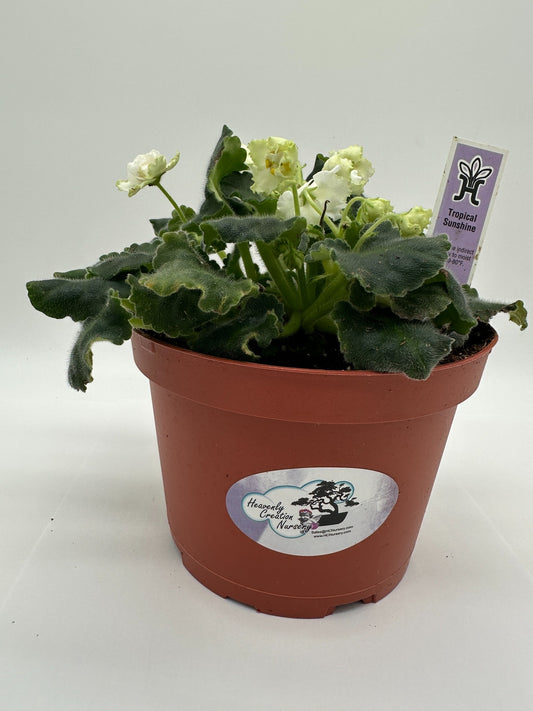 Tropical Sunshine - Live African Violet 6"