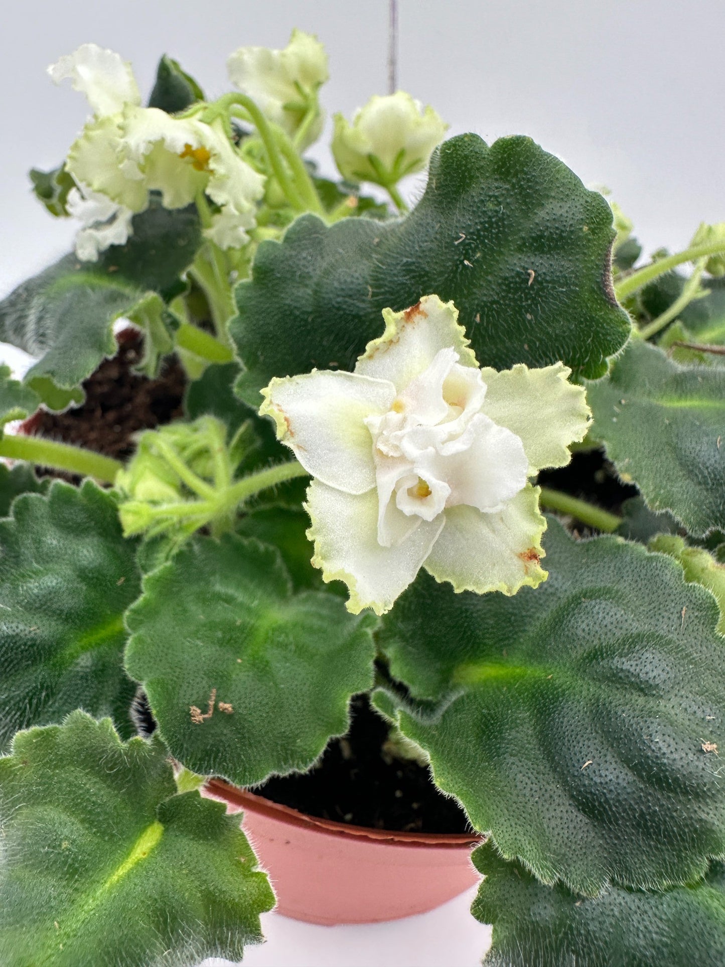 Tropical Sunshine - Live African Violet 6"