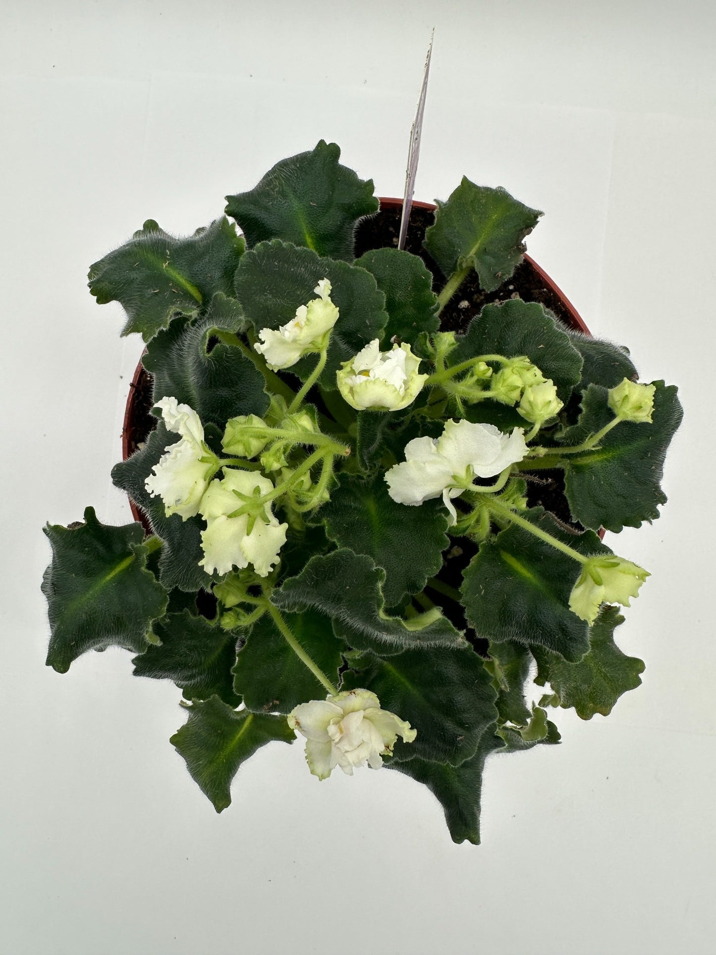 Tropical Sunshine - Live African Violet 6"