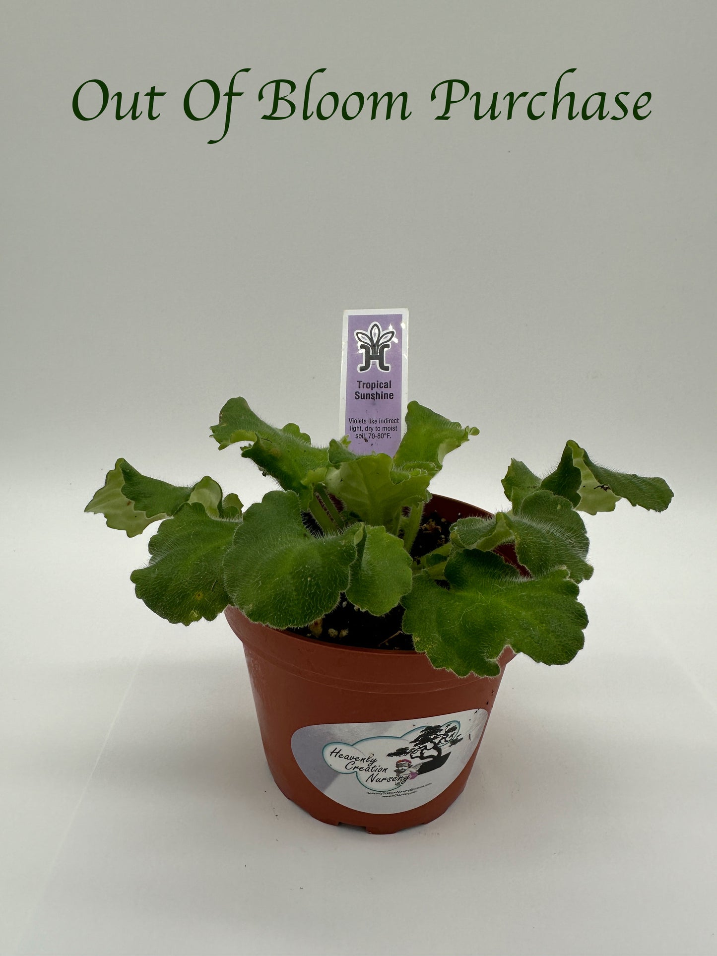 Tropical Sunshine - Live African Violet 4"