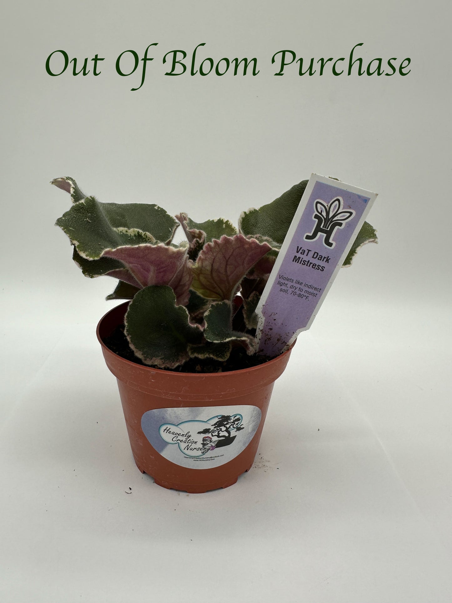 VaT Dark Mistress Purple - Live African Violet 4"