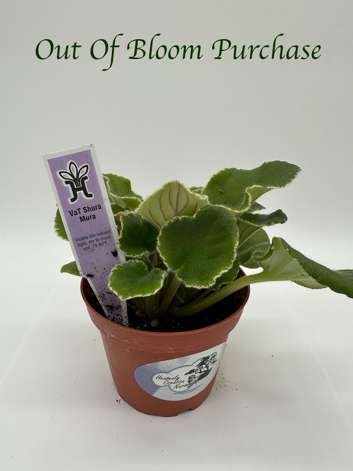 VaT Shura Mura Pink - Live African Violet 4"