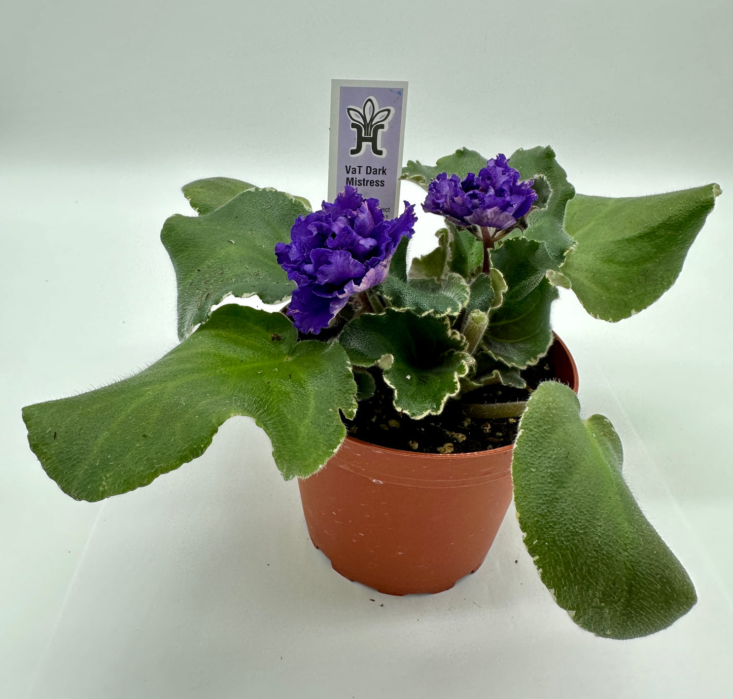 VaT Dark Mistress Purple - Live African Violet 4"