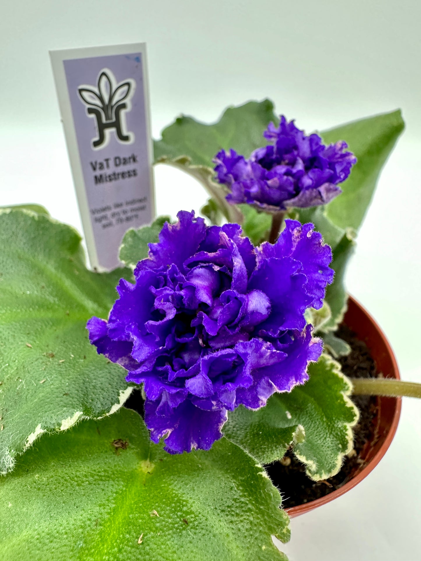 VaT Dark Mistress Purple - Live African Violet 4"