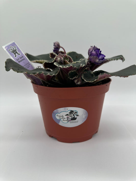 VaT Dark Mistress Purple - Live African Violet 6"