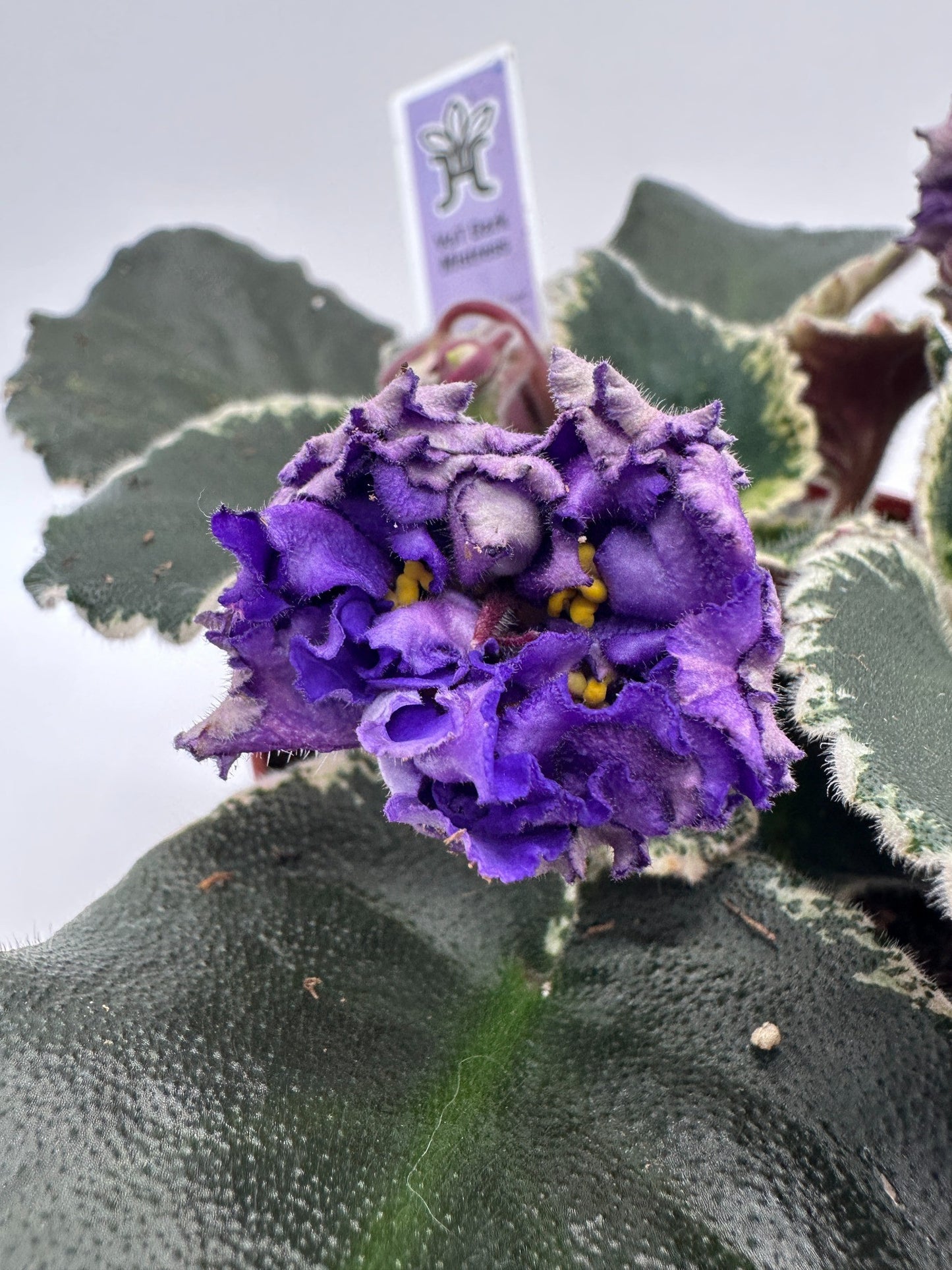 VaT Dark Mistress Purple - Live African Violet 6"