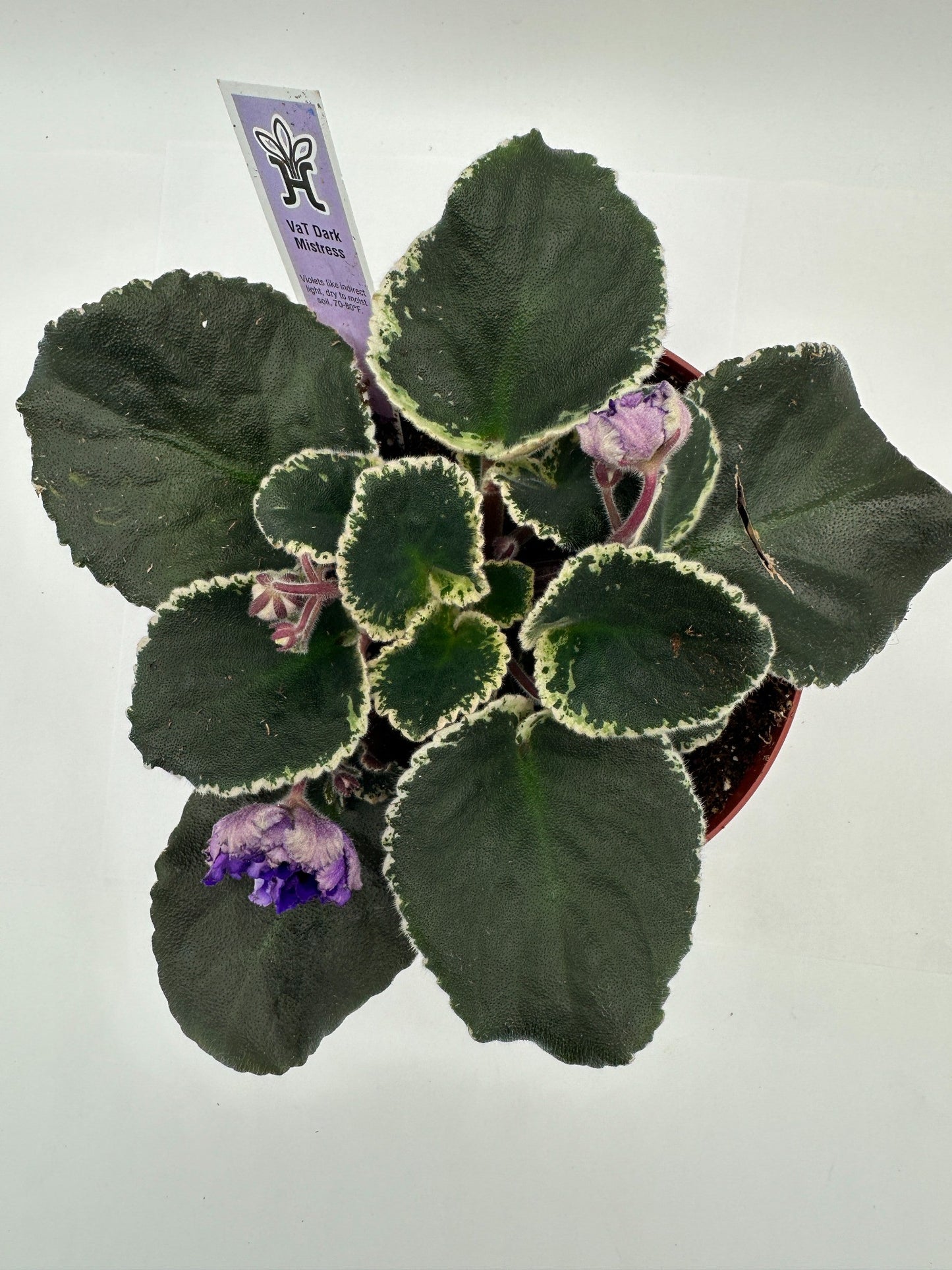 VaT Dark Mistress Purple - Live African Violet 6"