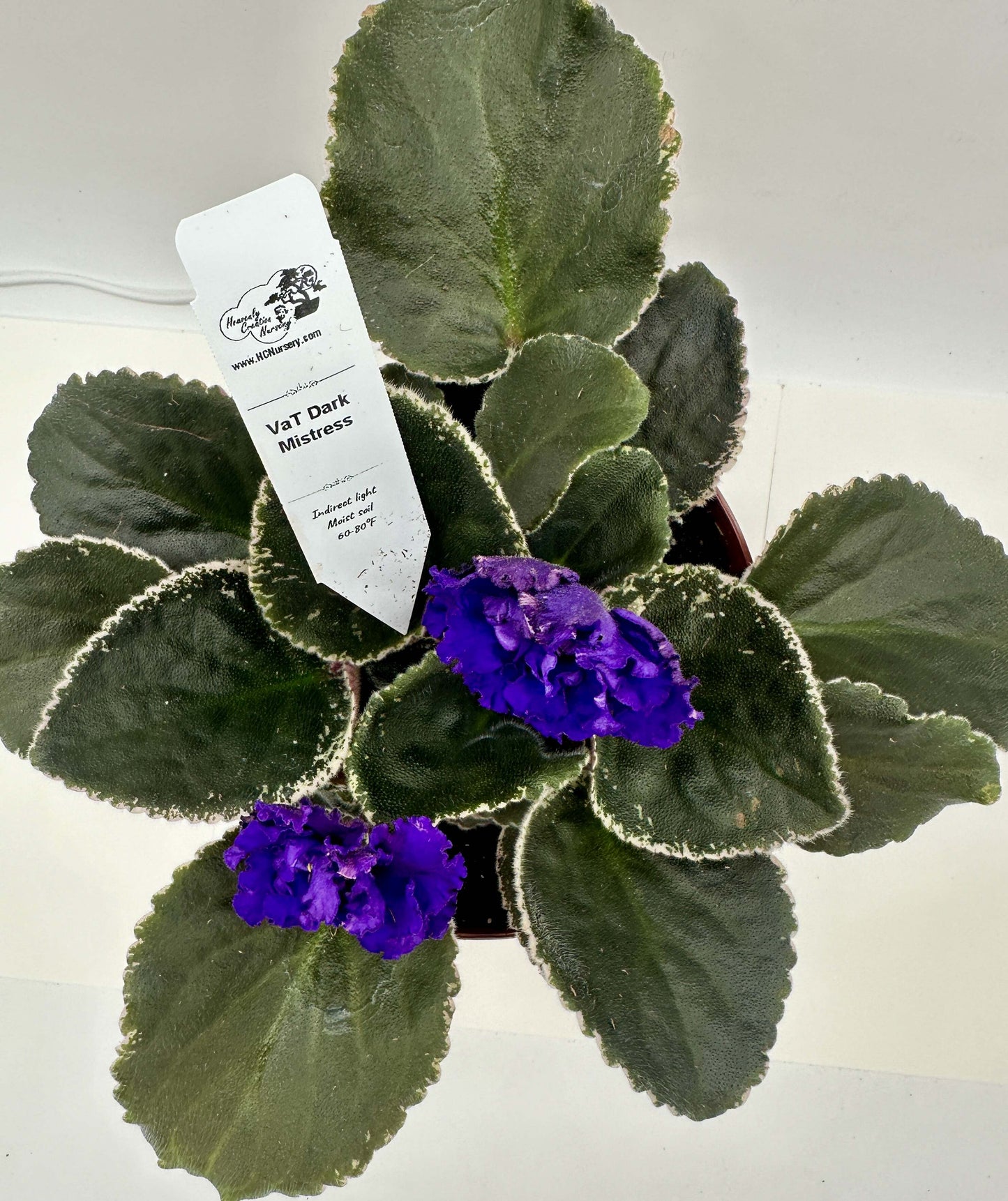 VaT Dark Mistress Purple - Live African Violet 6"