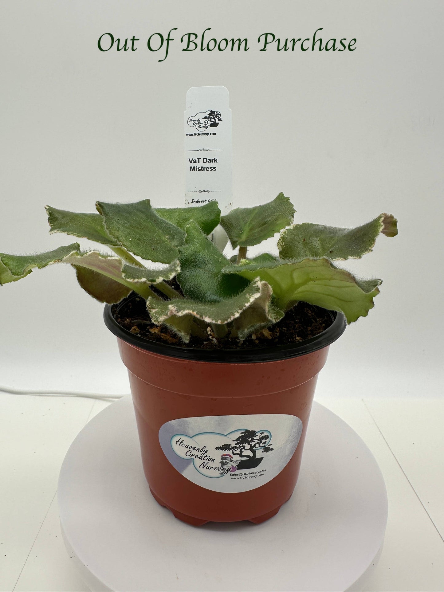 VaT Dark Mistress - Live African Violet 4"