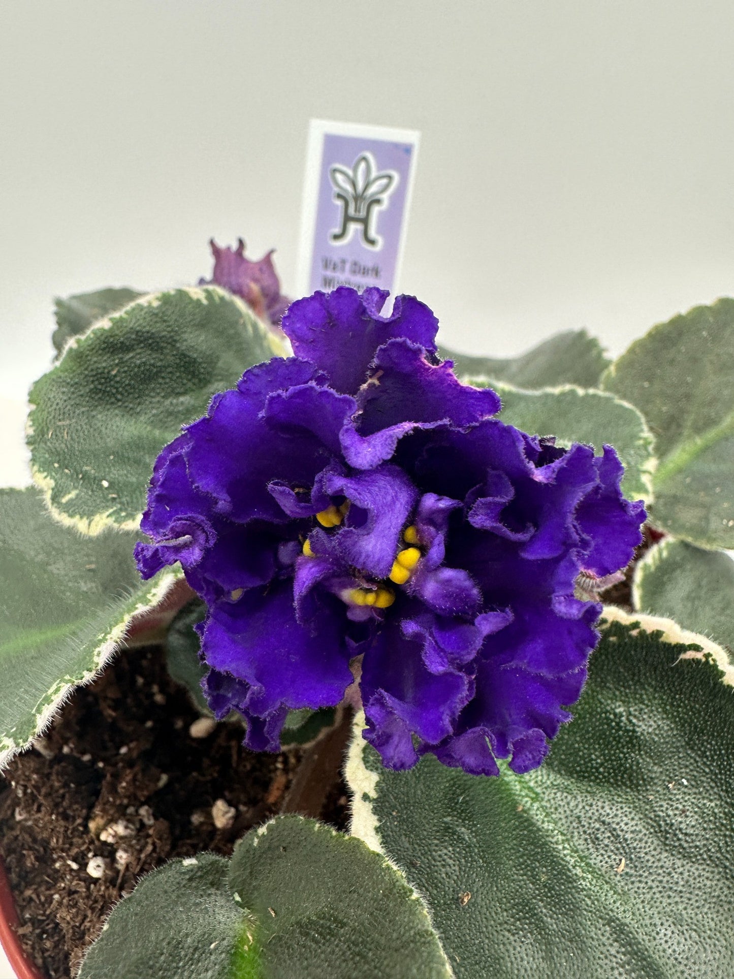 VaT Dark Mistress Purple - Live African Violet 4"