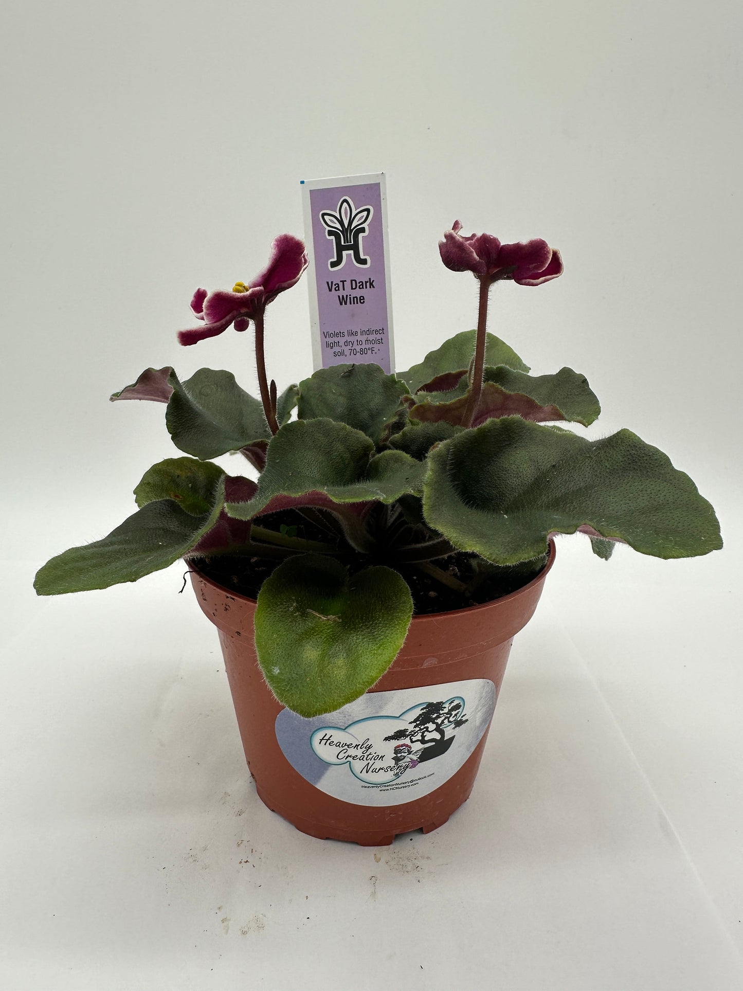 VaT Dark Wine - Live African Violet 4"