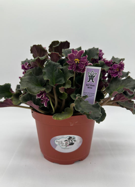 VaT Dark Wine - Live African Violet 6"