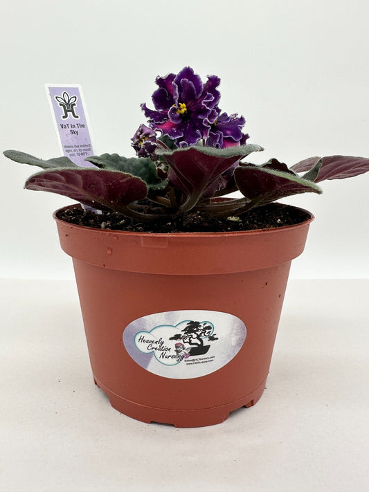 VaT In The Sky - Live African Violet 6"