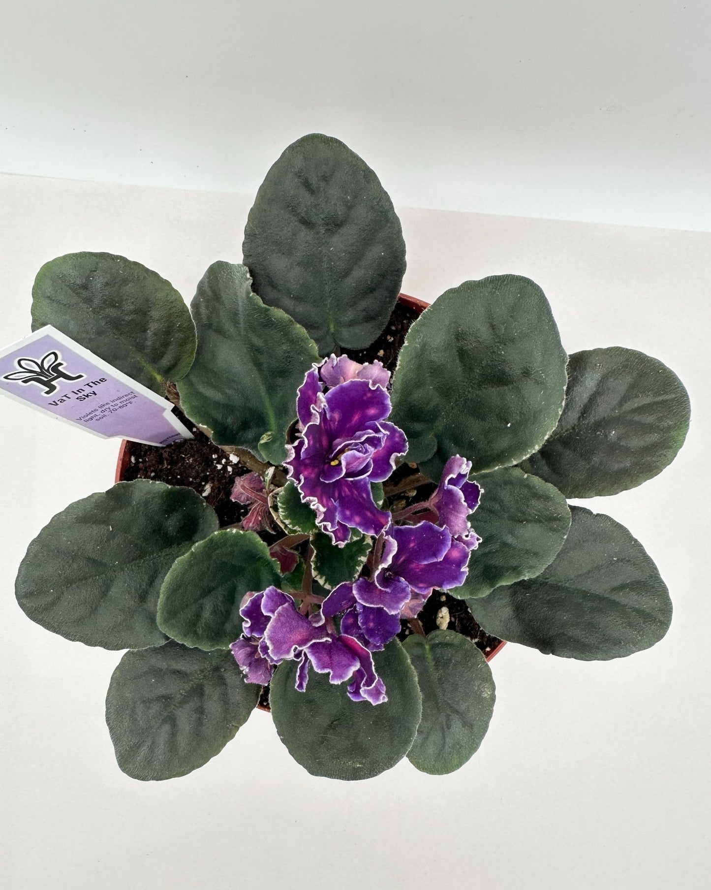 VaT In The Sky - Live African Violet 6"