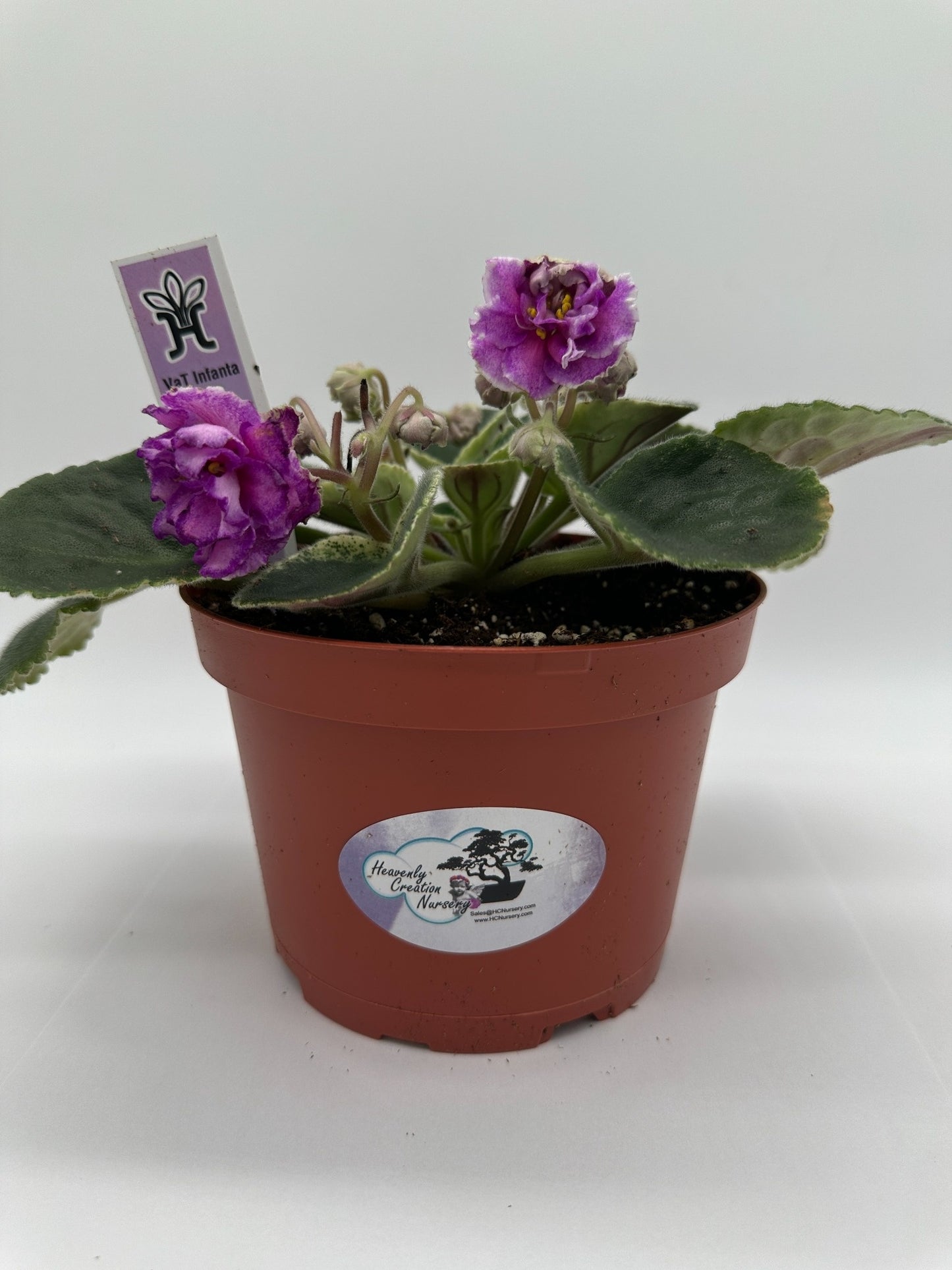 VaT Infanta - Live African Violet 6"