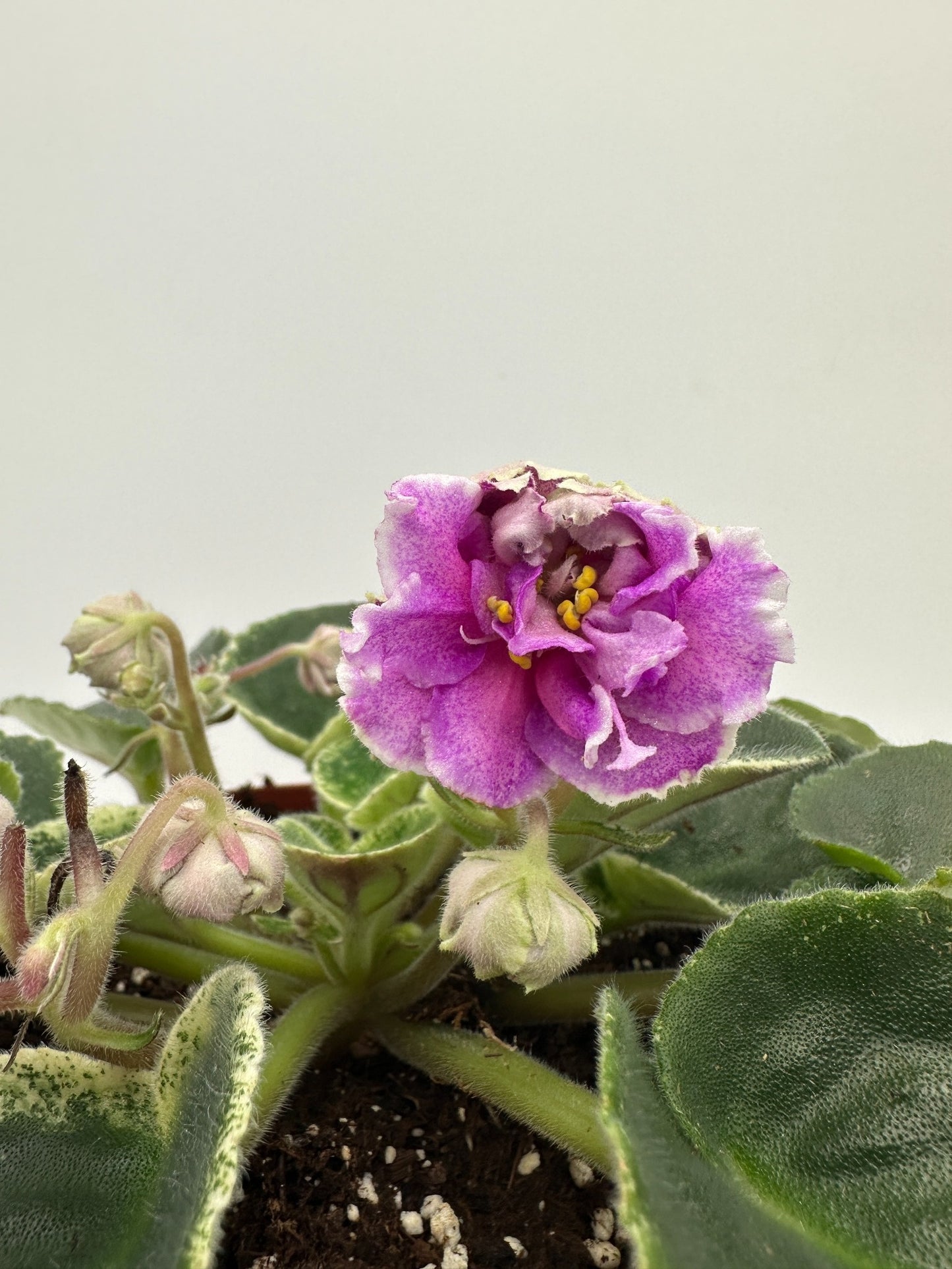 VaT Infanta - Live African Violet 6"