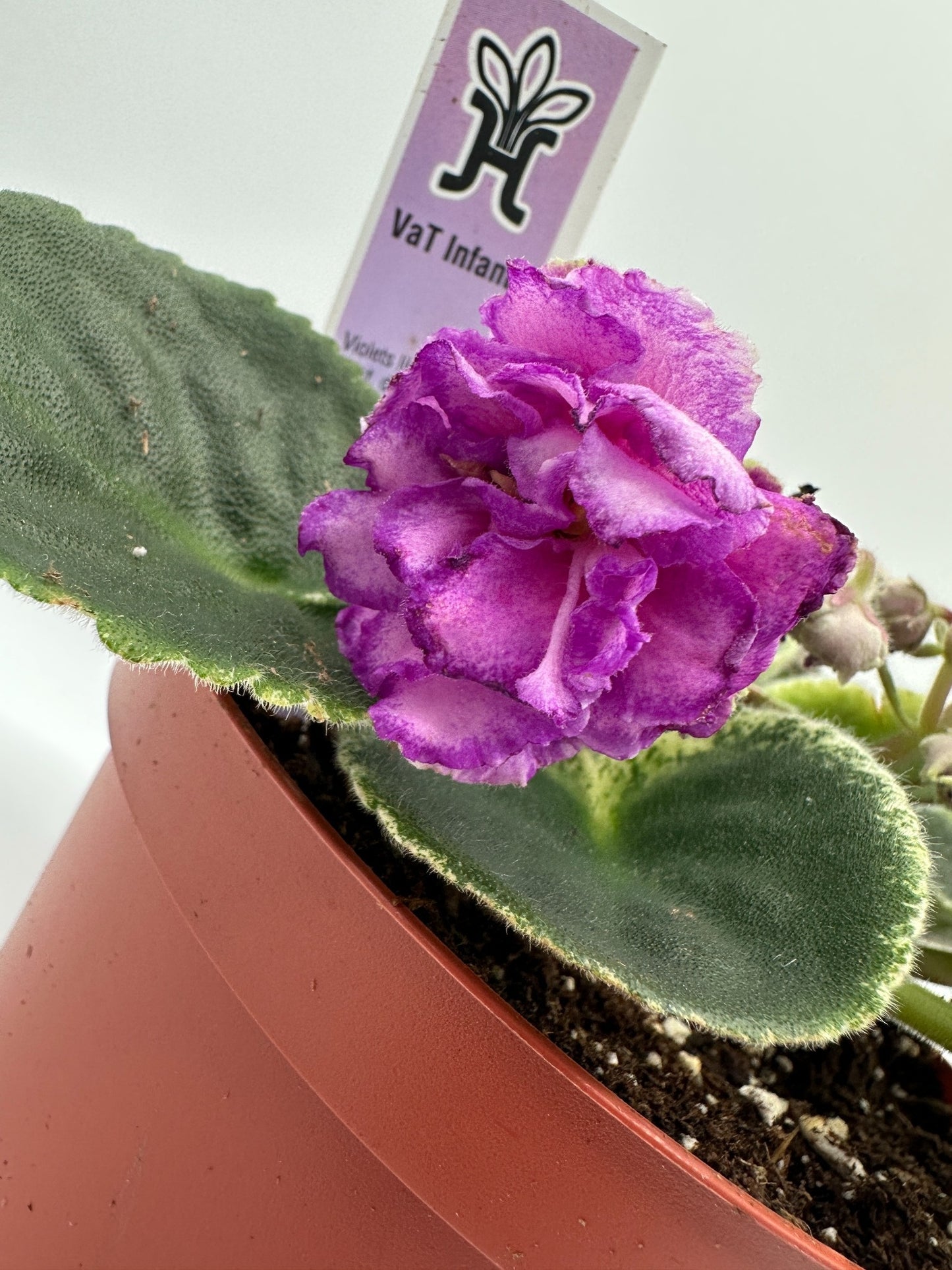 VaT Infanta - Live African Violet 6"