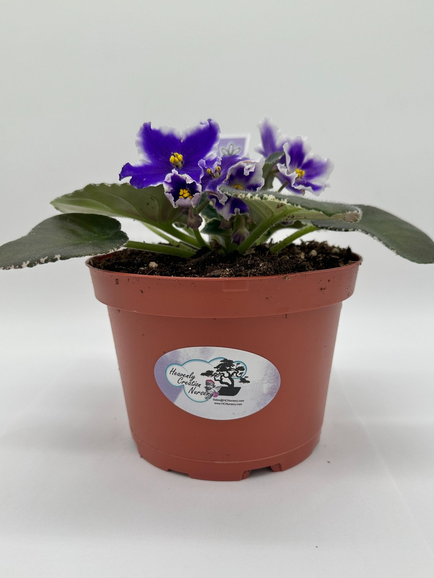 VaT King of Peas - Live African Violet 6"