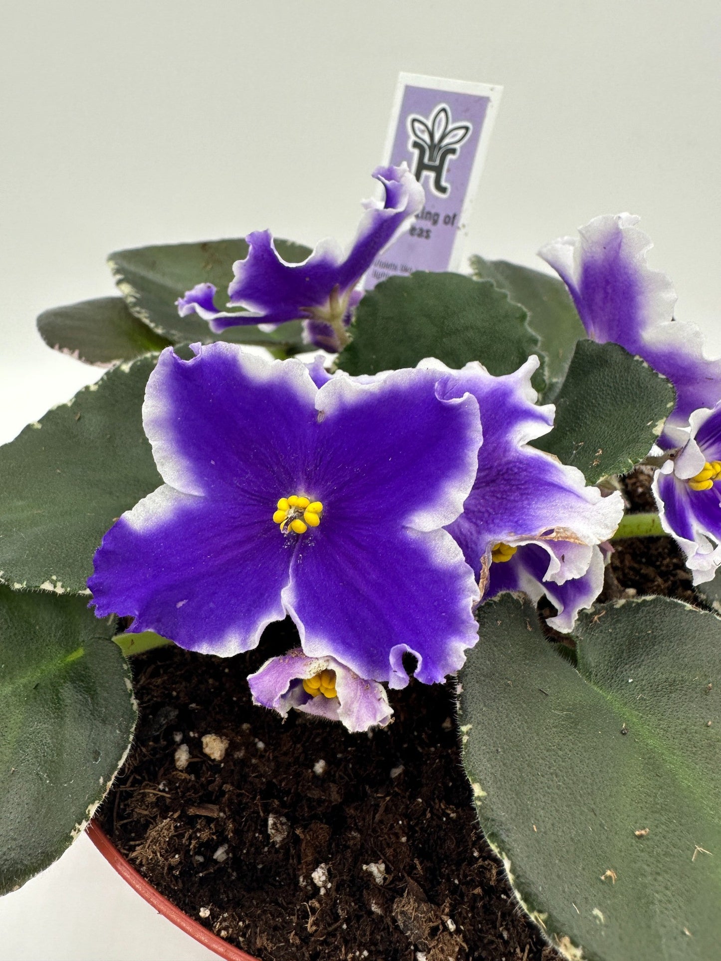 VaT King of Peas - Live African Violet 6"