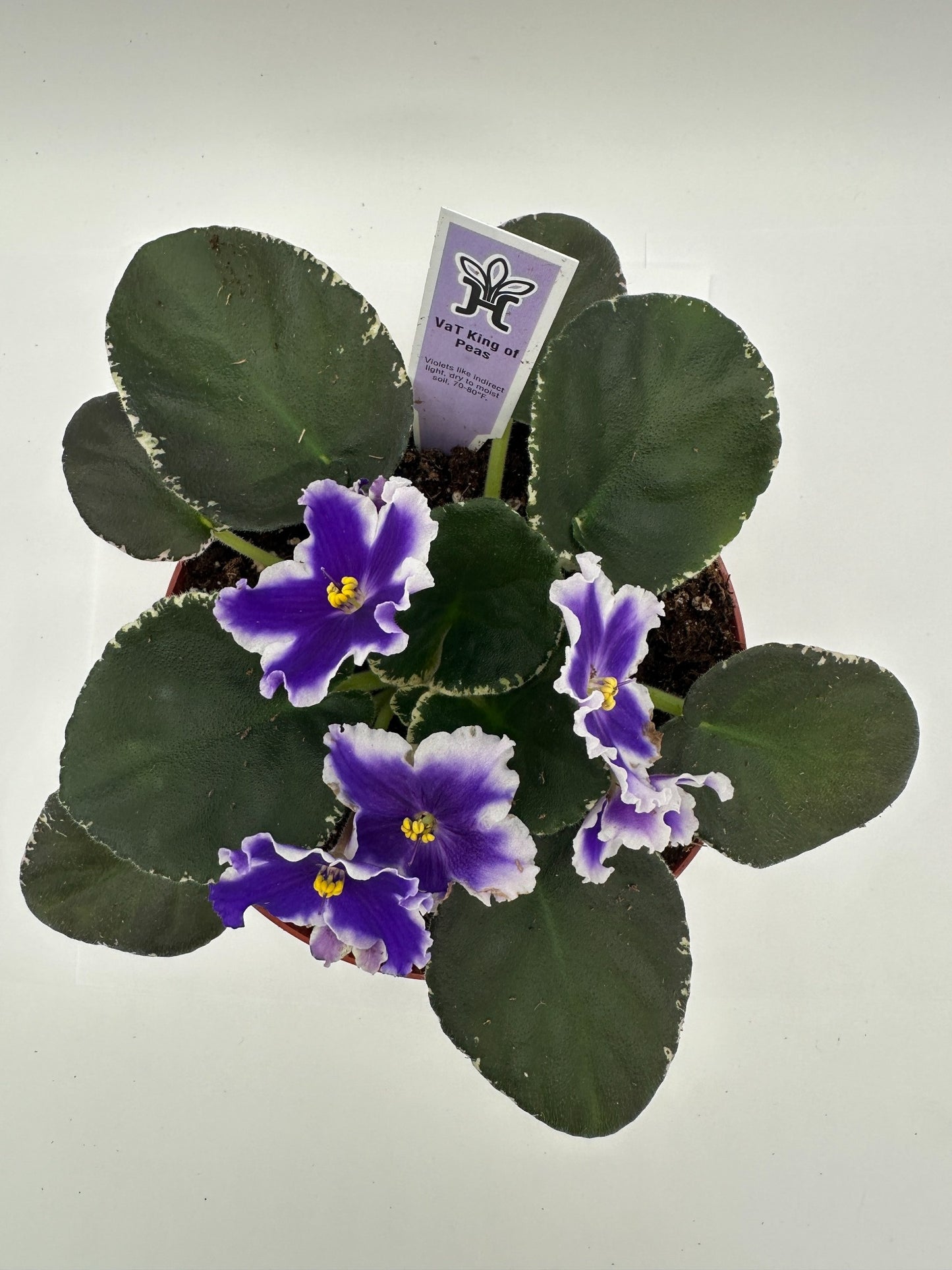 VaT King of Peas - Live African Violet 6"