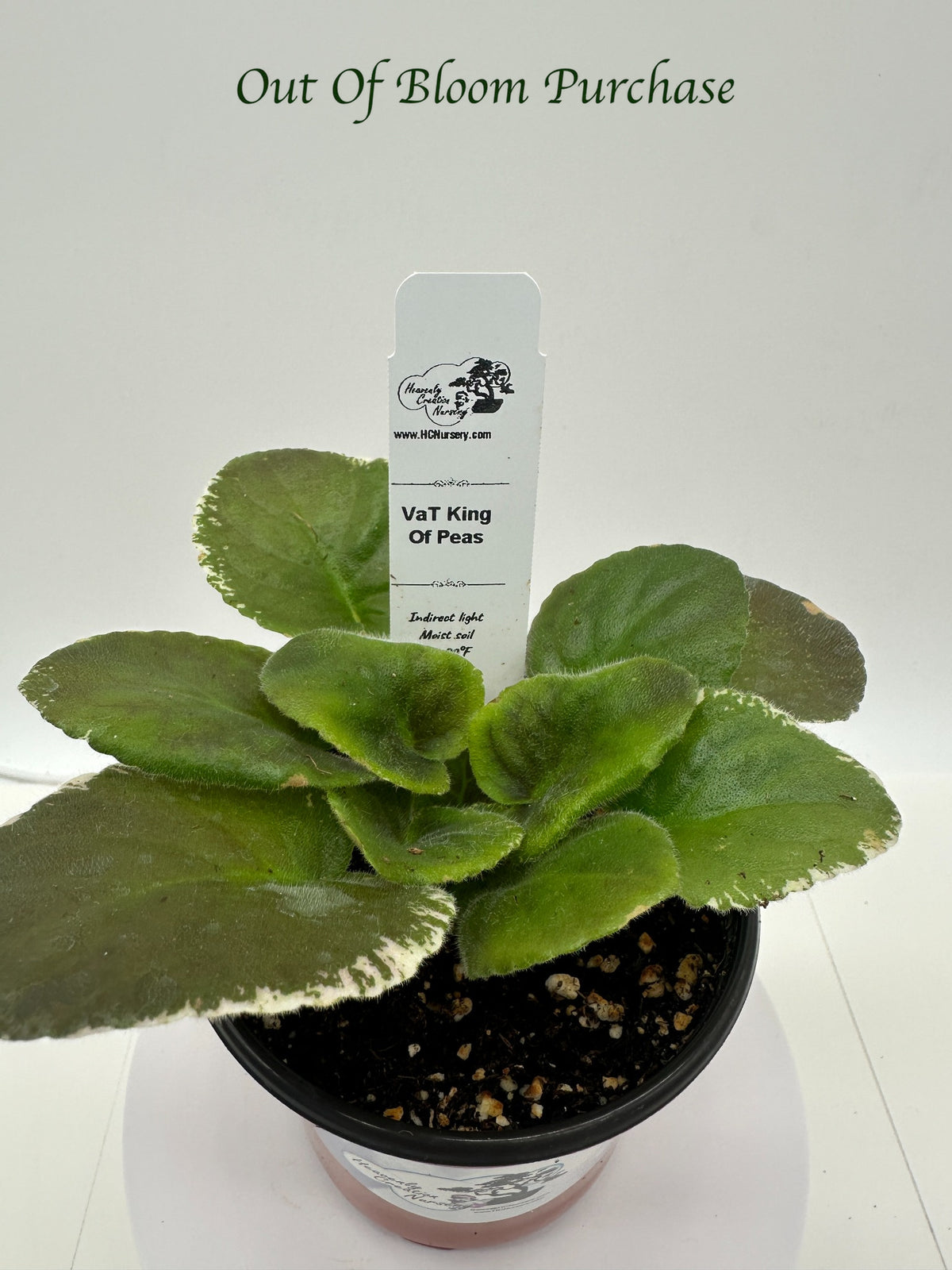 VaT King of Peas - Live African Violet 4"