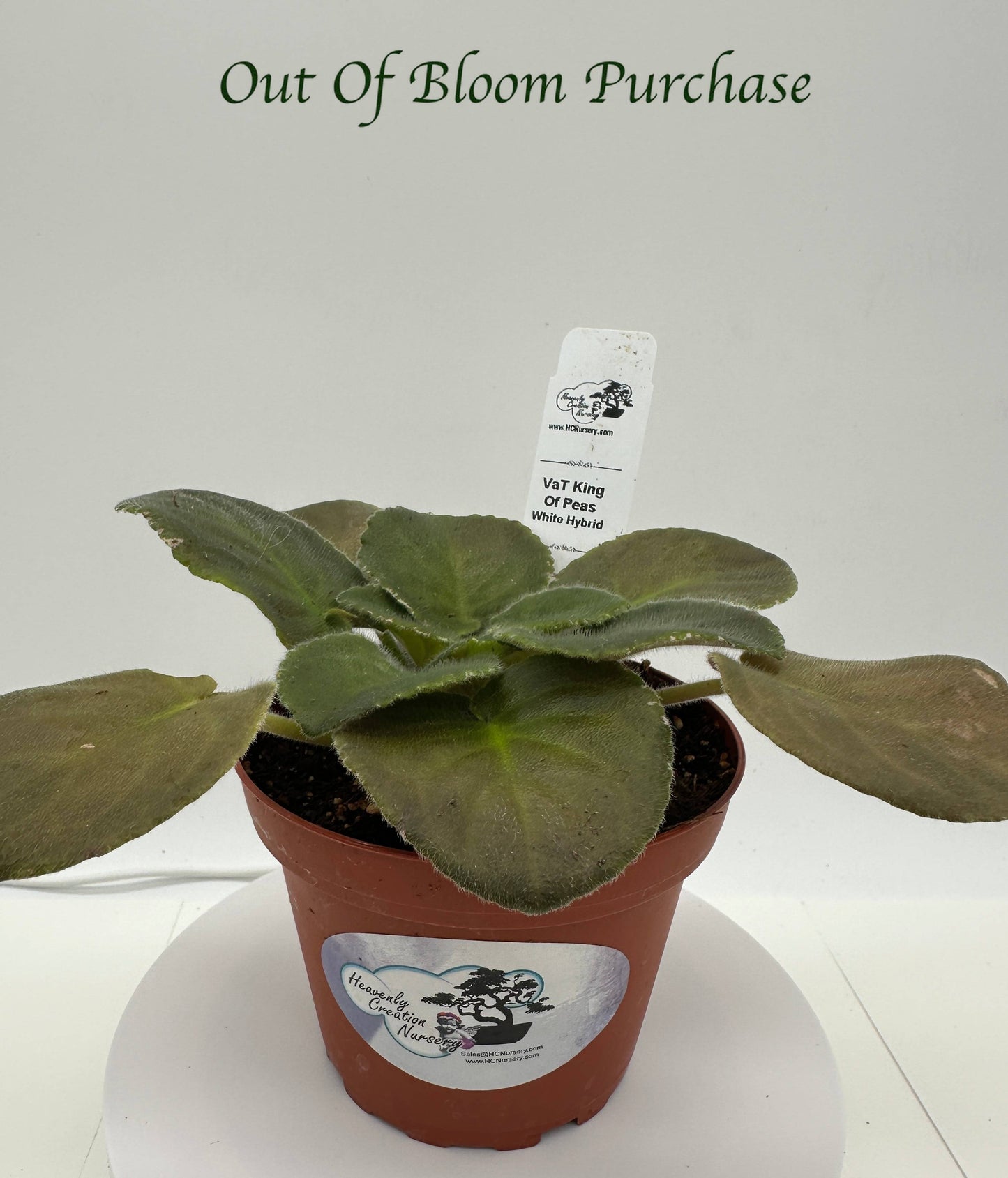 VaT King of Peas - White Hybrid - Live African Violet 4"