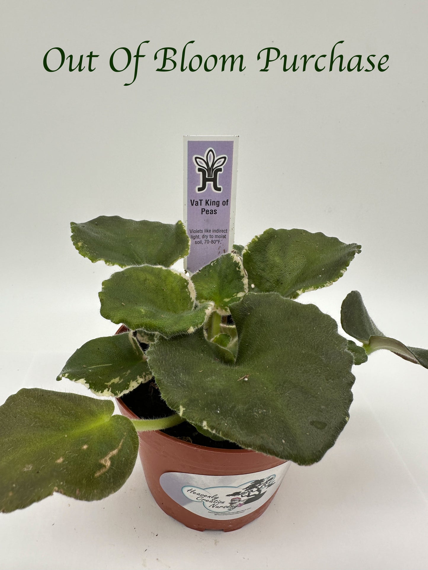 VaT King of Peas - Live African Violet 4"