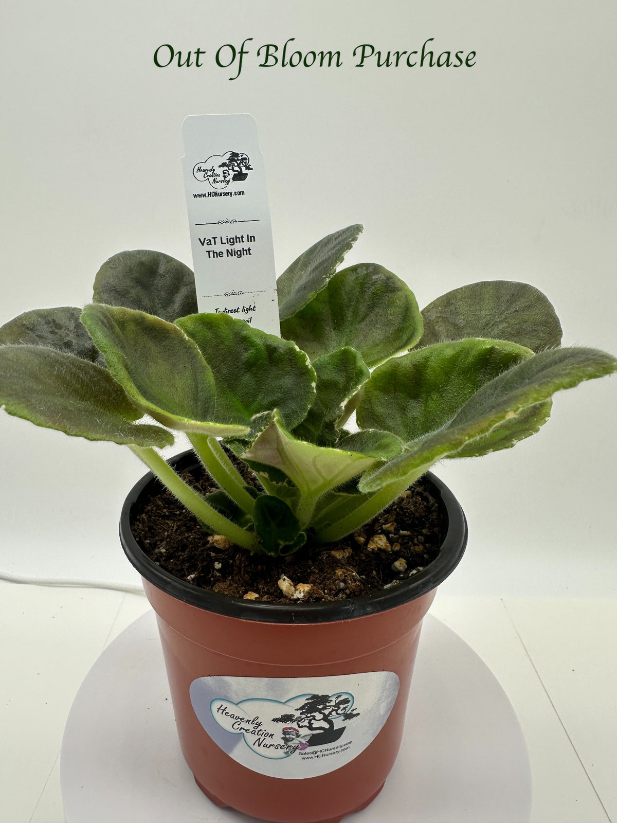 VaT Light in the Night - Live African Violet 4"