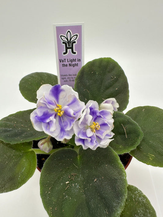 VaT Light in the Night - Live African Violet 4"