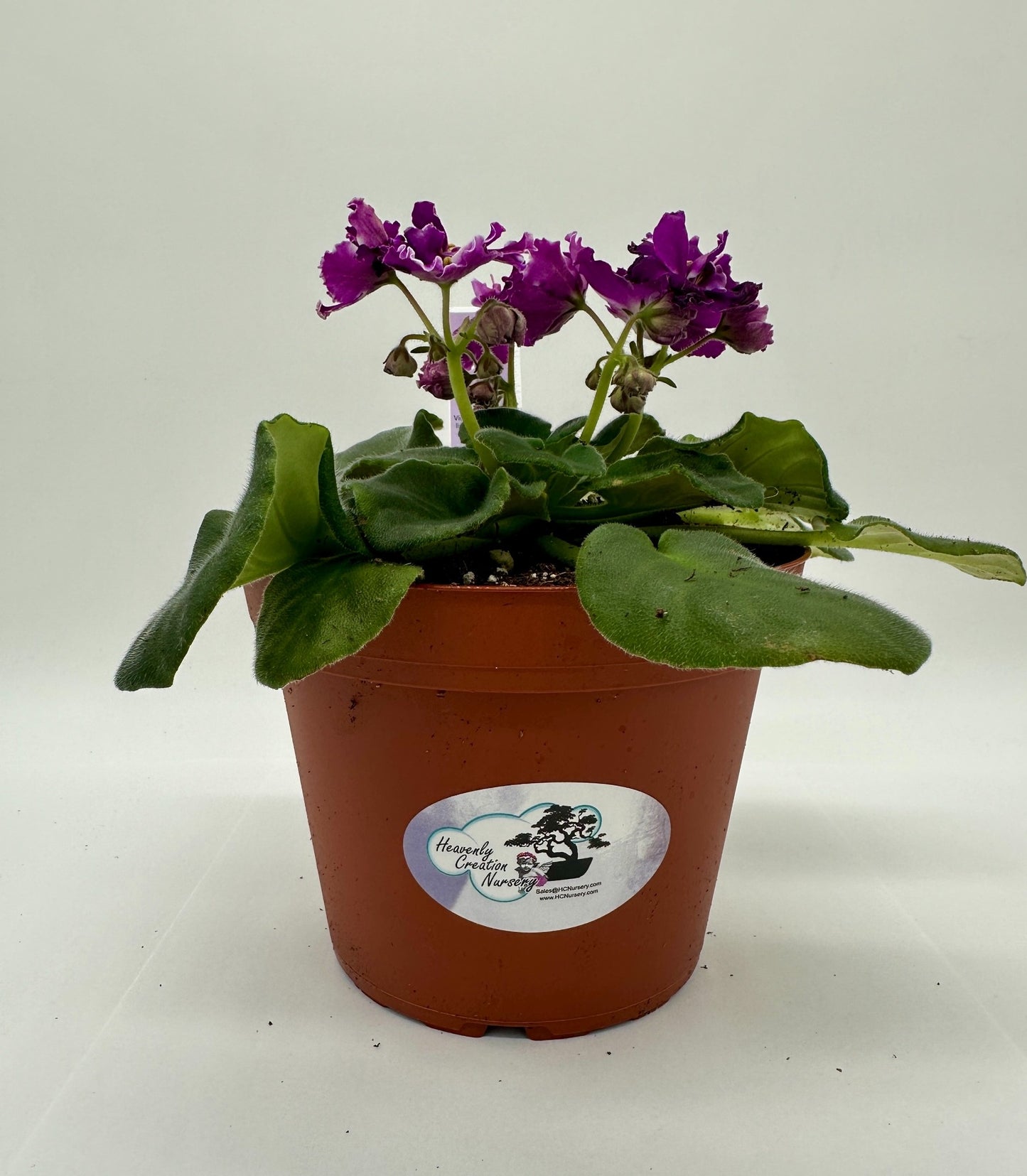 VaT Pulsar - Live African Violet 6"